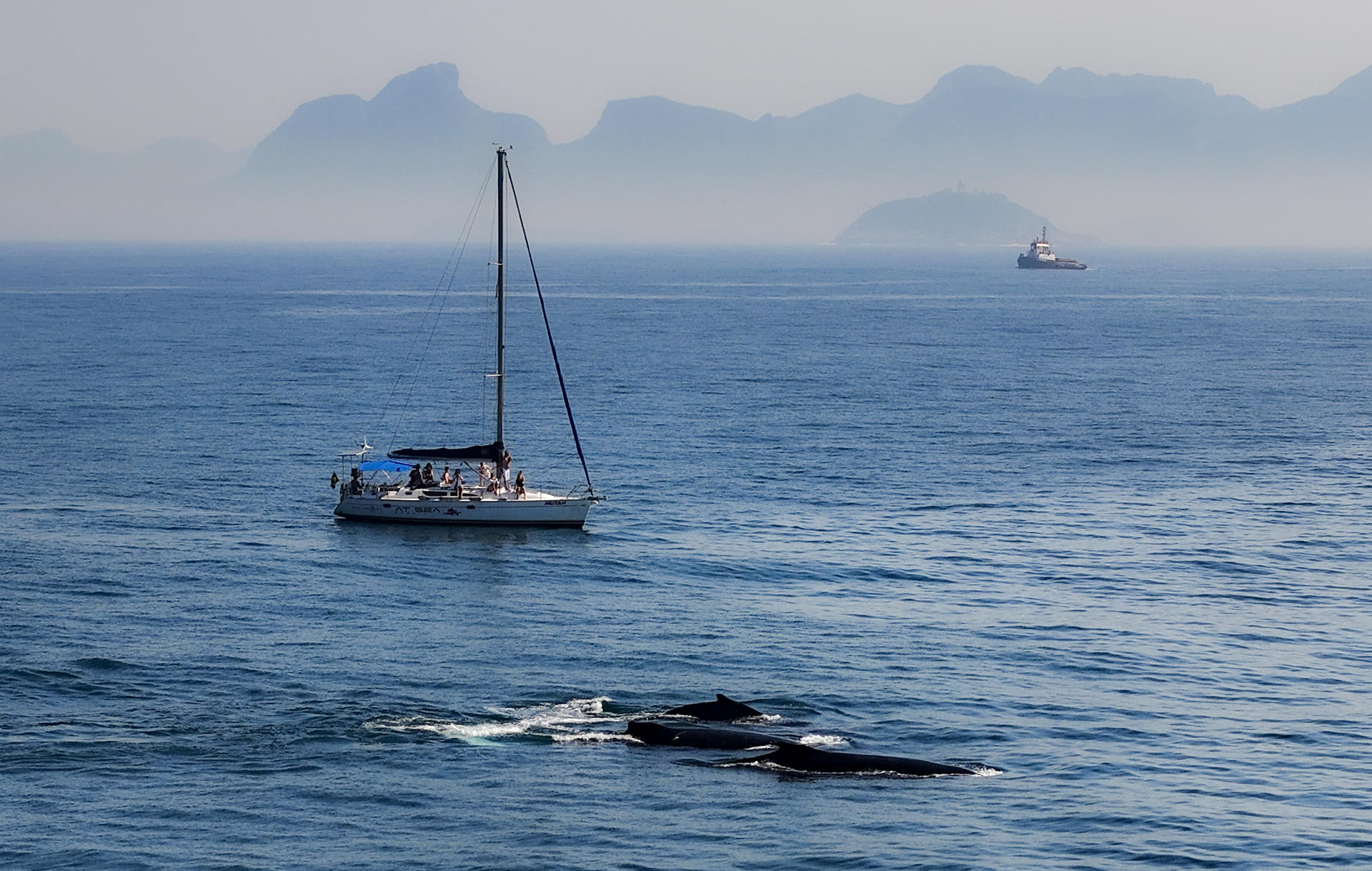 En la imagen de archivo, dos ballenas jorobadas pasean en la costa de Río de Janeiro (Brasil). EFE/ Antonio Lacerda