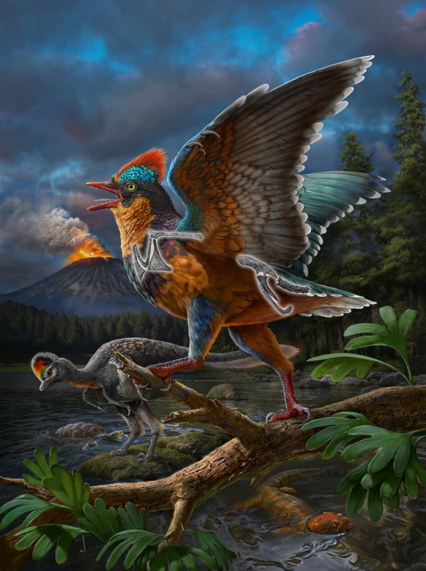 Reconstrucción de la vida del ave jurásica Baminornis zhenghensis de la fauna de Zhenghe. Fotografía facilitada por Zhao Chuang. EFE