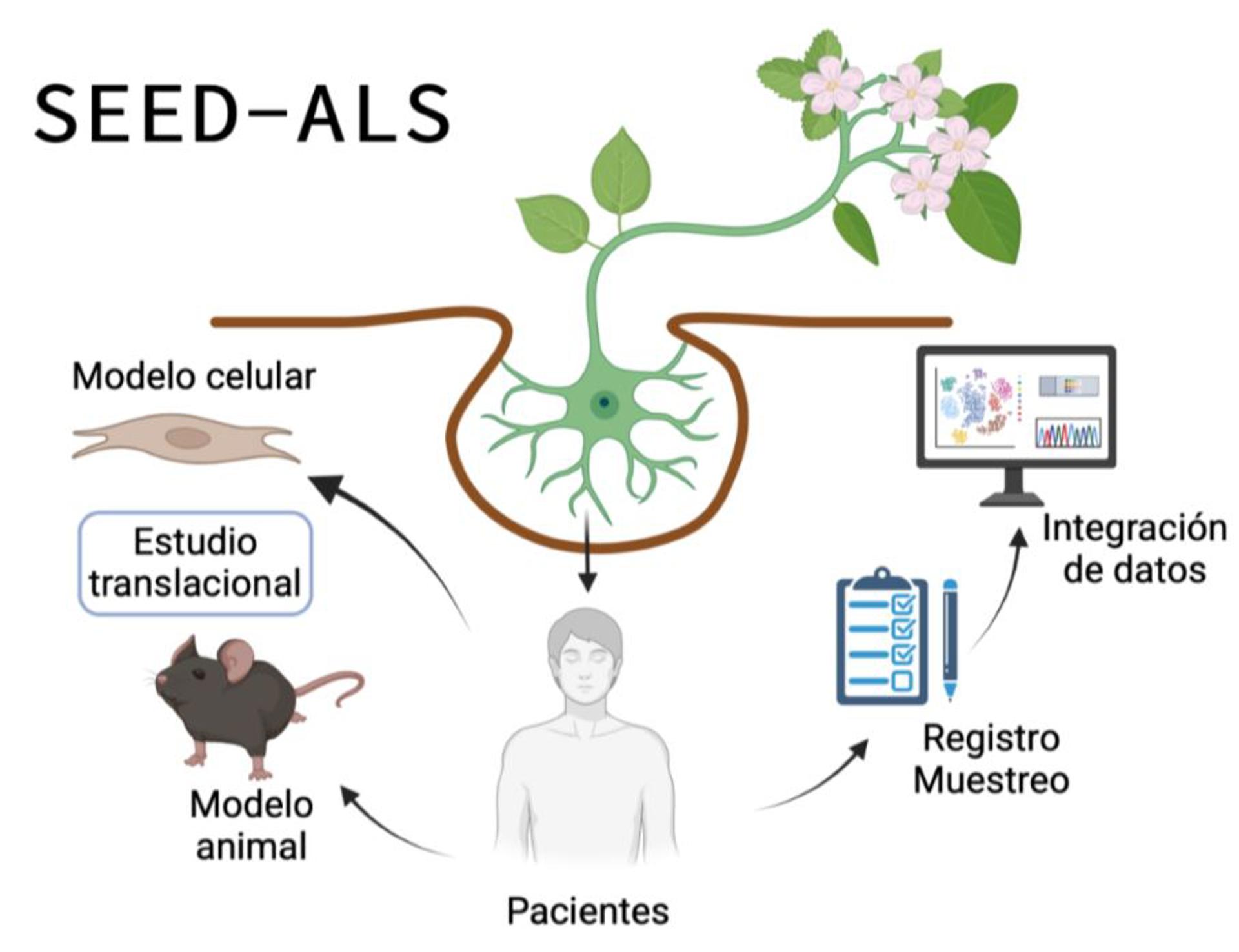 El proyecto SEED-ALS (Synergizing Efforts to Develop and Accelerate Breakthroughs in ALS Research), impulsado por el Centro de Investigación Biomédica en Red (CIBER) del Instituto de Salud Carlos III, arranca para avanzar en el conocimiento de la Esclerosis Lateral Amiotrófica (ELA). Imagen cedida por el Instituto de Salud Carlos III.