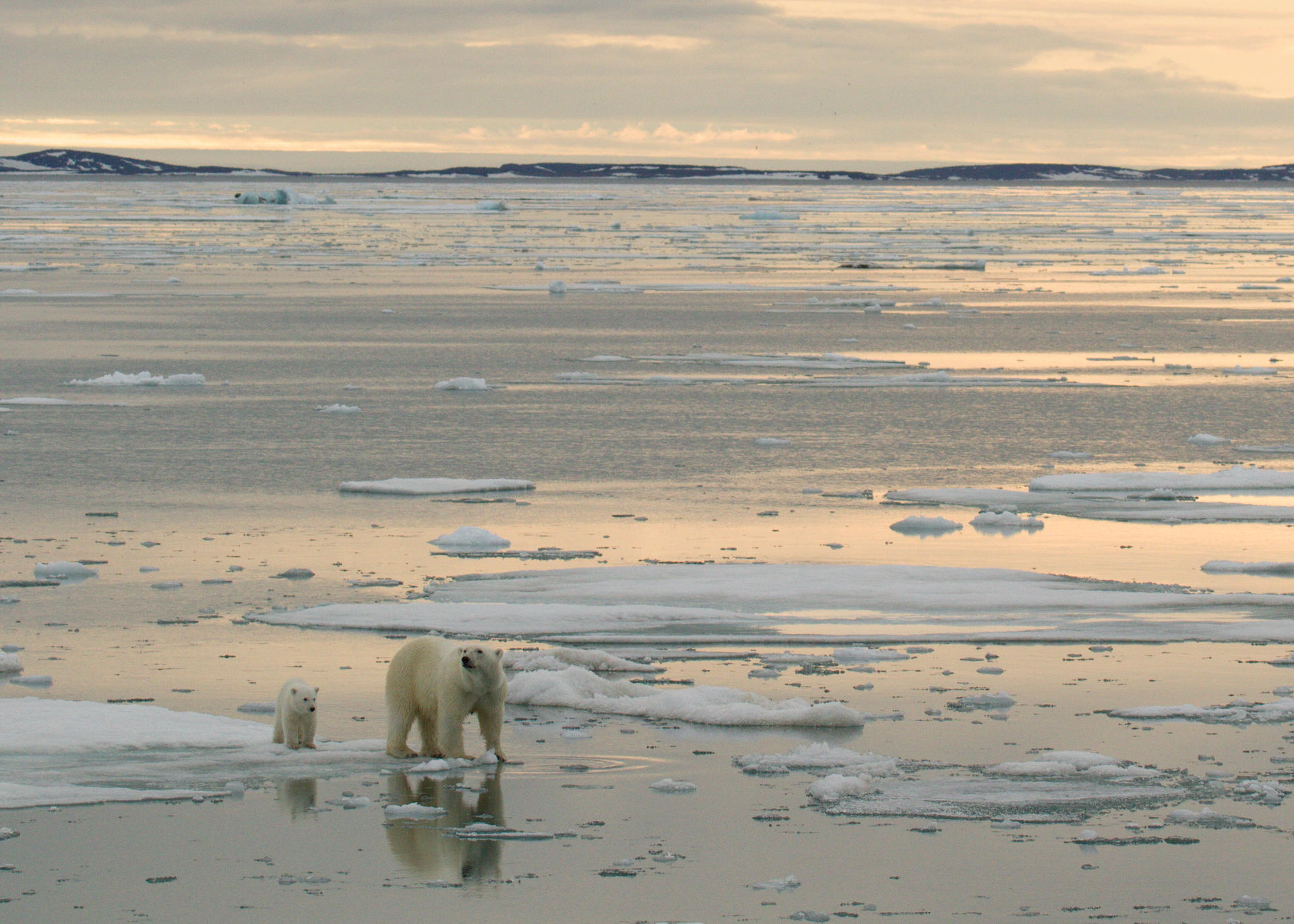 Una madre osa con un osezno, grabados con una cámara remota como parte de la investigación de la madriguera materna en Svalbard, Noruega. Salen al mundo desde sus madrigueras entre los meses de febrero y abril, con unos dos o tres meses de vida; cuando ya tienen diez kilos y algo de pelo, y casi siempre van con sus madres: un estudio ha documentado los primeros pasos de los cachorros de oso polar. Coincidiendo con el Día Internacional del Oso Polar, la revista Journal of Wildlife Management, publica este jueves el análisis de casi una década de observaciones por cámara de los osos polares saliendo de sus madrigueras en Svalbard (Noruega) realizado por un equipo de investigadores de Polar Bears International, el Instituto Polar Noruego, la Universidad de Toronto y San Diego Zoo Wildlife Alliance.-EFE/Katharina M Miller/Osos Polares Instituto Polar Noruego / Alianza para la Vida Silvestre del Zoo de San Diego***SOLO USO EDITORIAL/SOLO DISPONIBLE PARA ILUSTRAR LA NOTICIA QUE ACOMPAÑA (CRÉDITO OBLIGATORIO)***