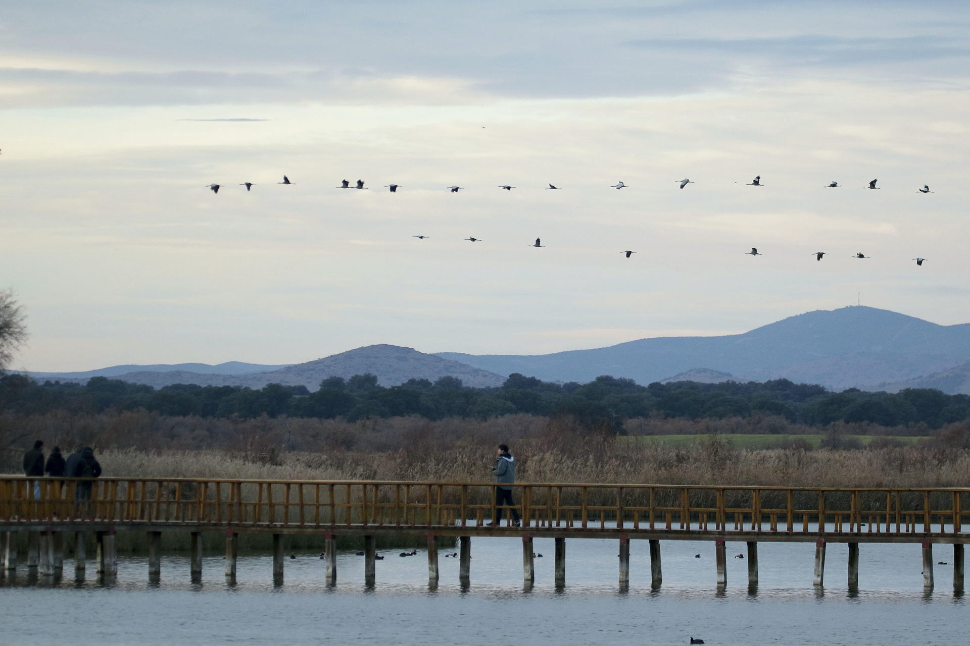 La migración de las grullas comunes(Grus grus) se encuentra en una fase muy adelantada y más de la mitad de los ejemplares invernantes, unos 135.000 ejemplares, han abandonado la Península Ibérica en las últimas semanas tras iniciar su viaje de regreso a sus lugares de cría en el norte de Europa. En la foto, grullas sobrevuelan el Parque Nacional de Las Tablas de Daimiel. EFE/Beldad