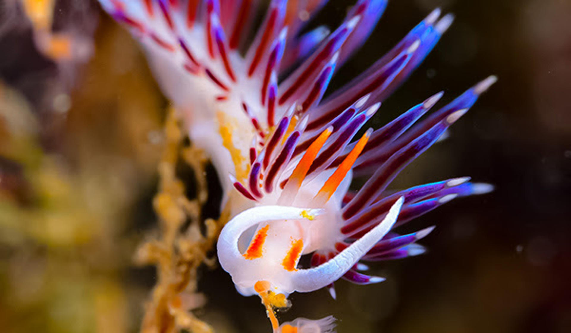 El nudibranquio Cratena peregrina. Crédito: Juan Moles (UB-IRBio) . Imagen facilitada por la UB.