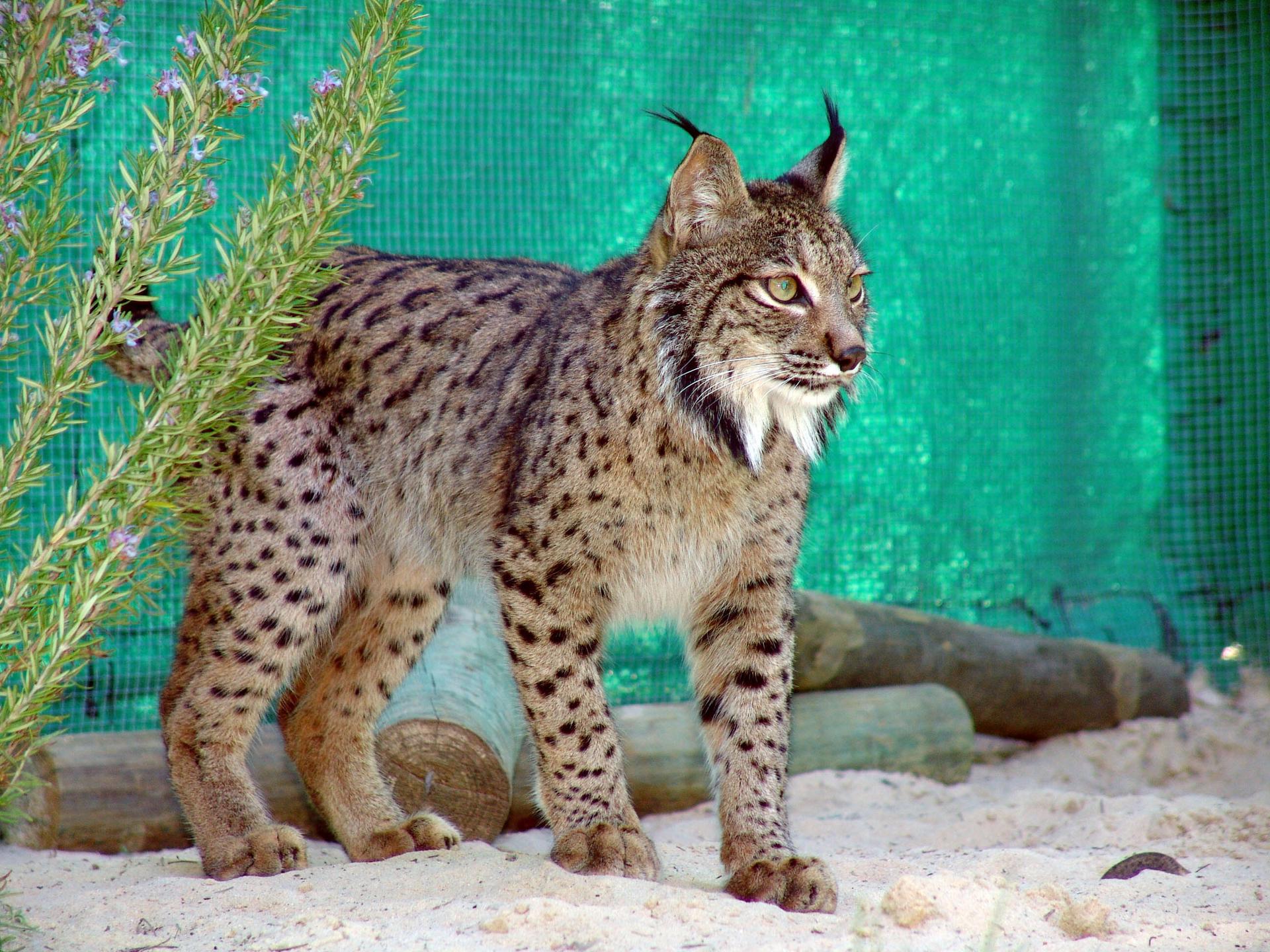 Fotografía de archivo facilitada por la Consejería de Medio Ambiente de Andalucía de "Brezo", uno de los primeros cachorros de lince ibérico nacidos en cautividad en el mundo. EFE