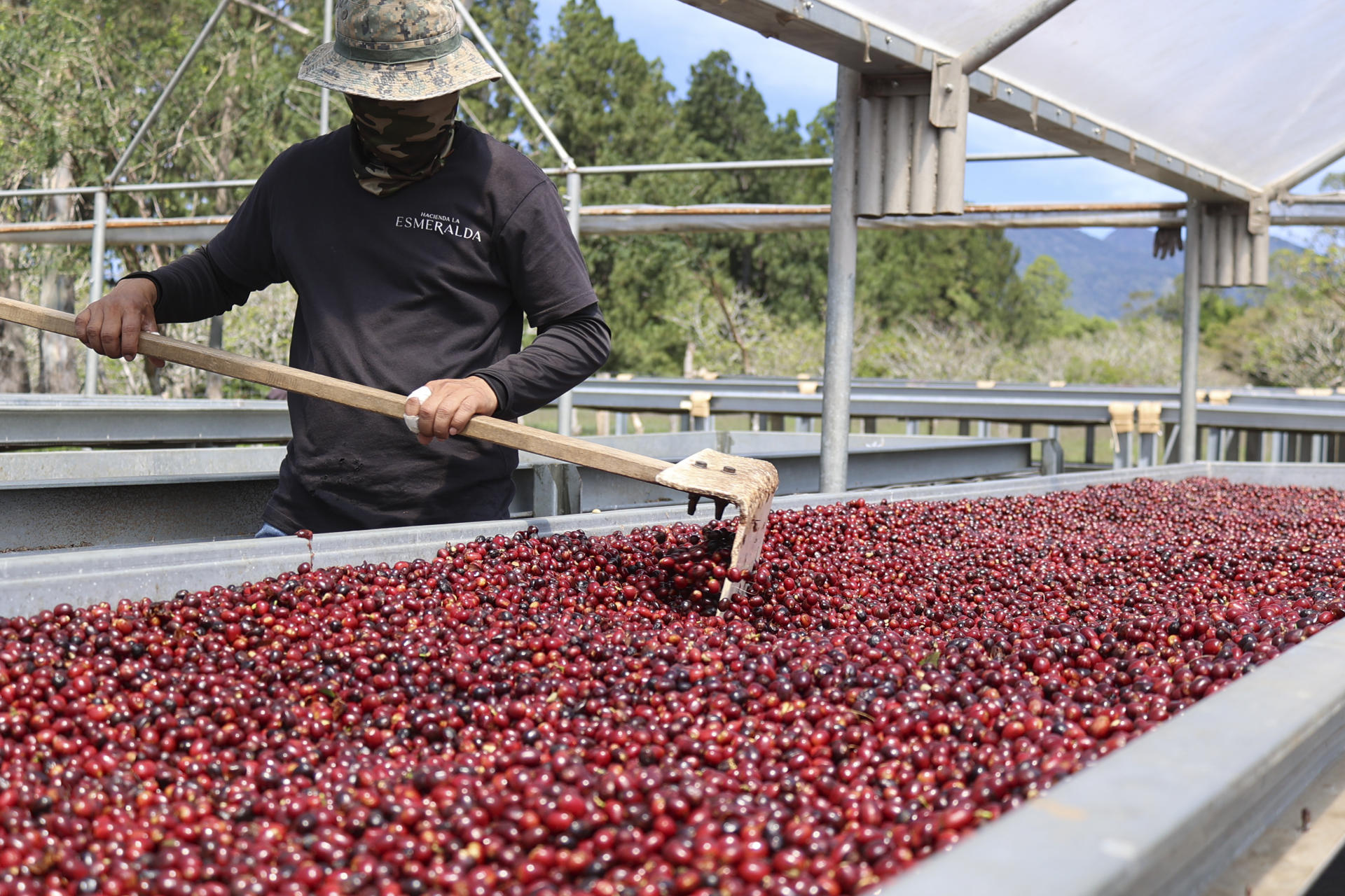 Fotografía del 7 de marzo de 2025 de una persona realizando el proceso de secado de café en Boquete (Panamá). EFE/ Marcelino Rosario