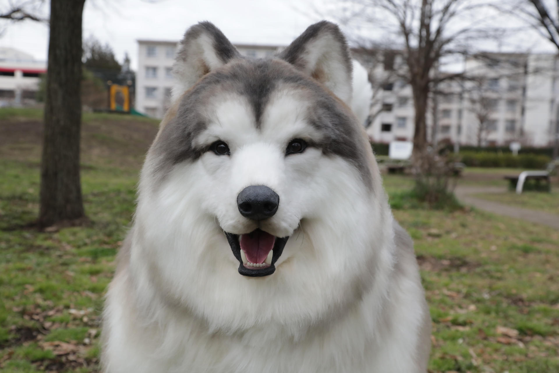 Toco, el japonés que se viralizó con sus vídeos en los que aparece disfrazado de perro con un traje canino hiperrealista, ha creado ahora el Tokotoko Zoo, un lugar donde cualquiera puede "cumplir su deseo de convertirse en animal", explicó a EFE.. EFE/ Tokotoko Zoo SOLO USO EDITORIAL/SOLO DISPONIBLE PARA ILUSTRAR LA NOTICIA QUE ACOMPAÑA (CRÉDITO OBLIGATORIO)