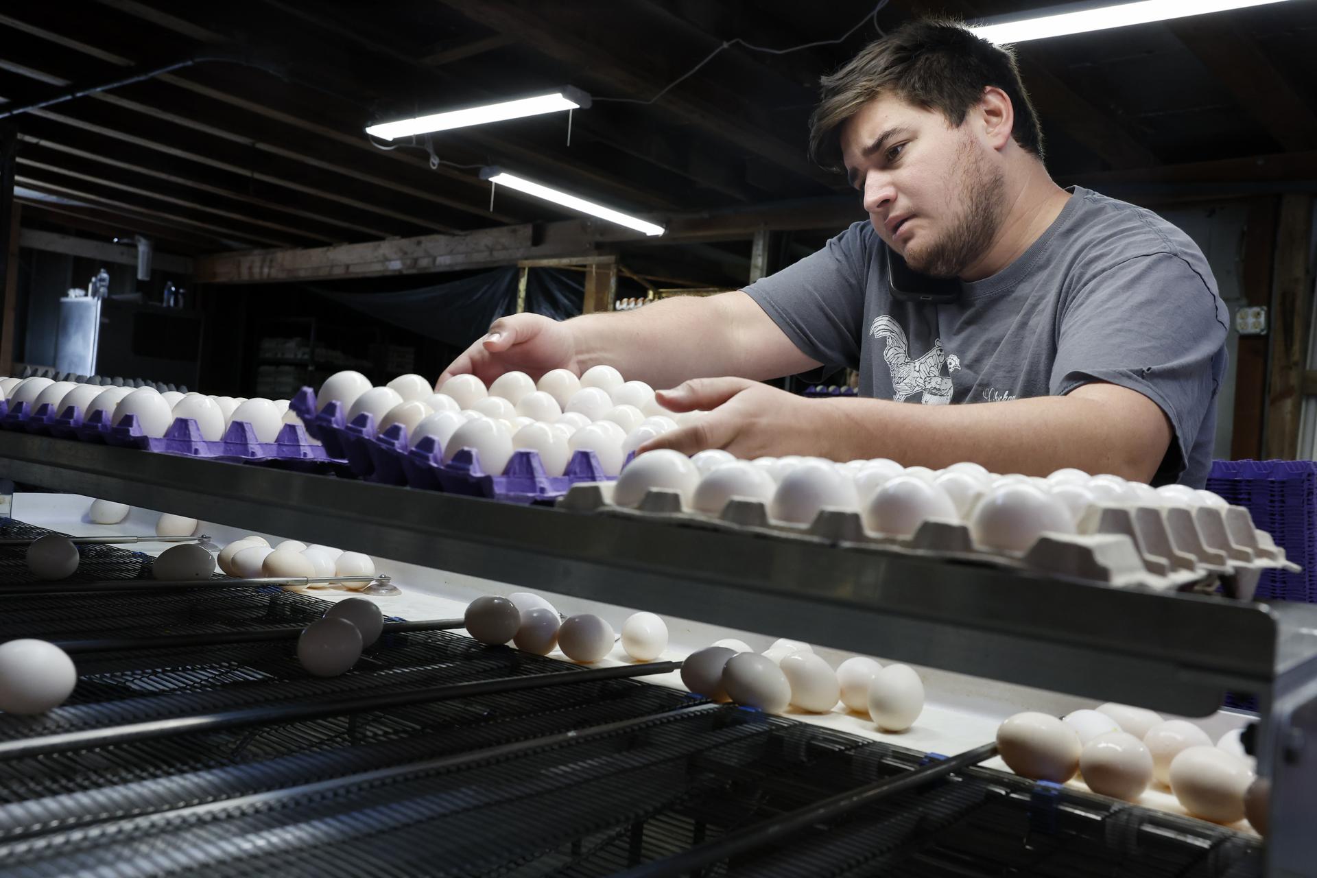 Una granja de California, Estados Unidos, donde el precio de los huevos ha subidó debido a su escasez por los brotes de la gripe aviar en el país norteamericano.
EFE/EPA/CAROLINE BREHMAN