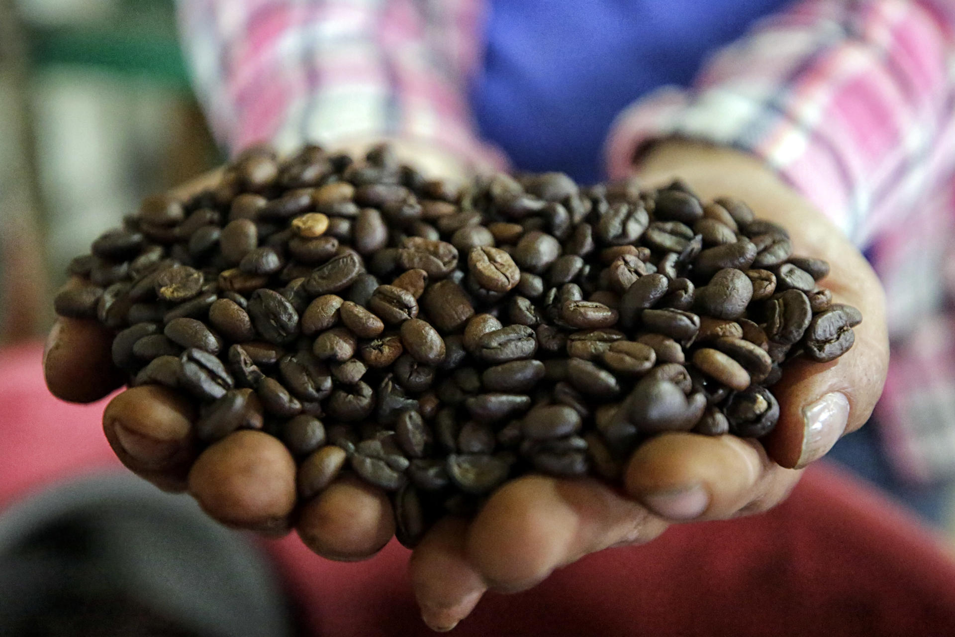 Fotografía del 10 de marzo de 2025 de la productora hondureña de café orgánico Yolanda Romero sosteniendo granos de café, en la aldea Florida en el municipio de Márcala (Honduras). EFE/ Gustavo Amador