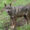 Un lobo Ibérico en las instalaciones del centro de interpretación del lobo de Belmonte (Asturias). EFE/ J.L.Cereijido/Archivo