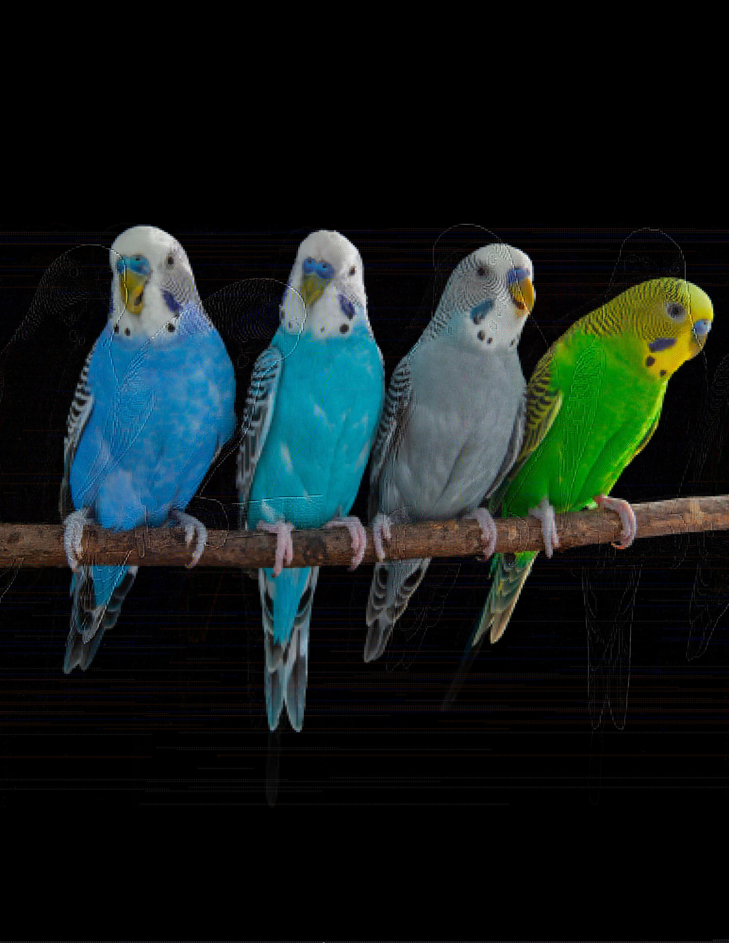 Fotografía de algunos de los loros usados en este estudio, pertenecientes a la especie conocida como periquitos. Fotografía facilitada por Christopher Auger-Domínguez. EFE