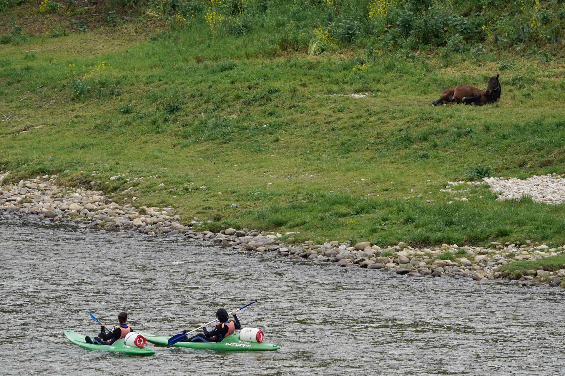 Un caballo contempla a dos turistas mientras descienden el río Sella.EFE/Paco Paredes