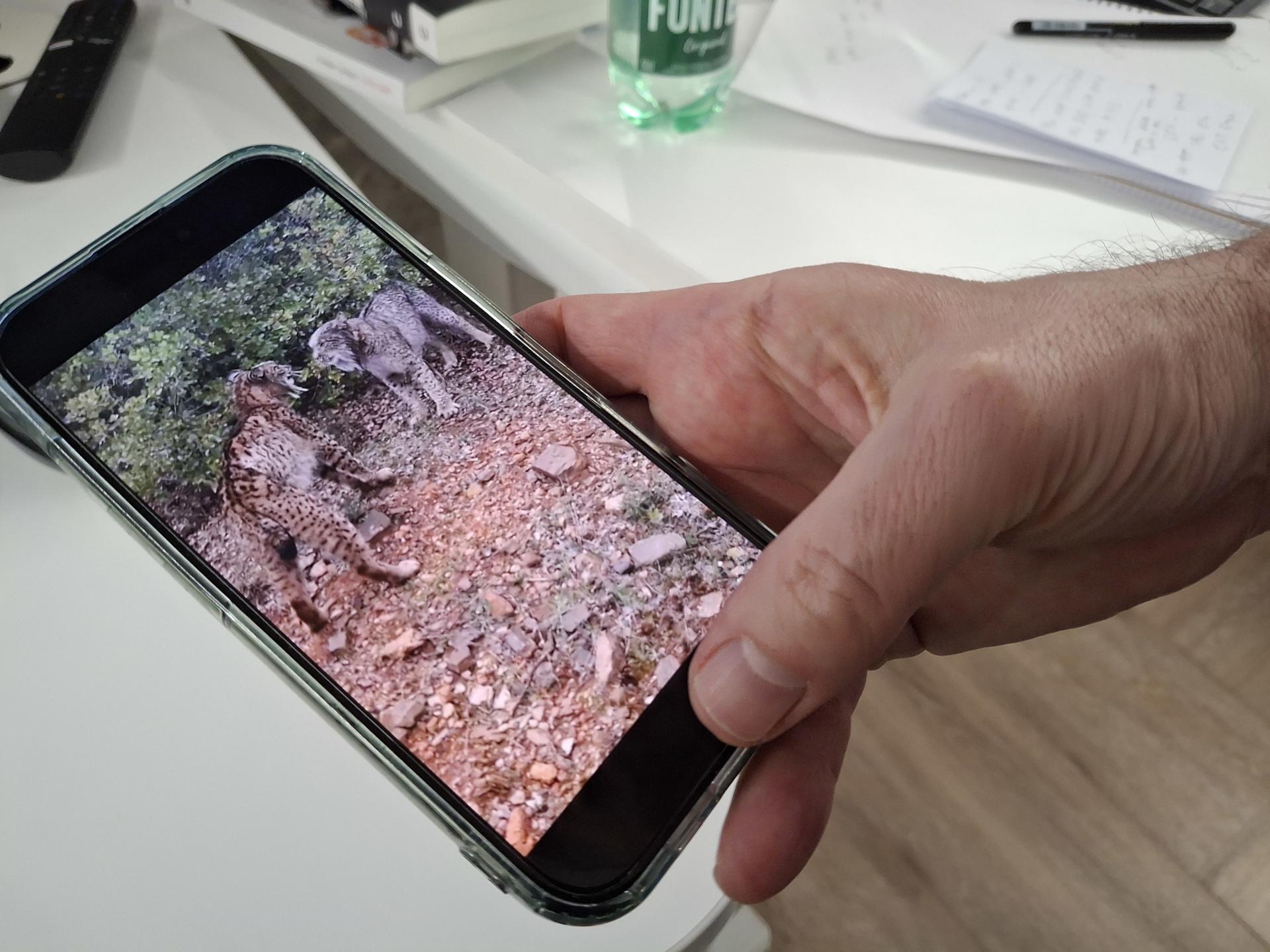 Imagen de un teléfono móvil donde se observa el vídeo viral de los dos linces en su pelea a cabezados. EFE/Paula Fernández