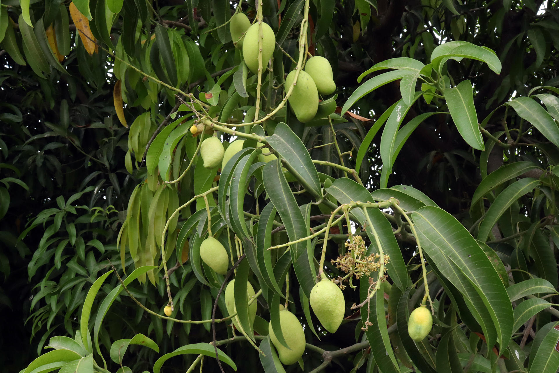 Fotografía que muestra mangos en una plantación este miércoles, en la ciudad de Tapachula, en Chiapas (México). EFE/Juan Manuel Blanco