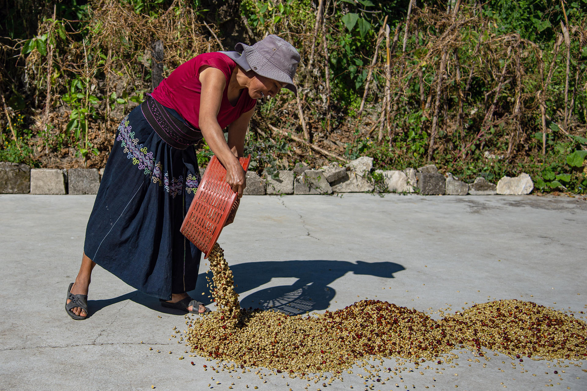 Fotografía de archivo del 25 de enero de 2024 de una mujer secando granos de café en el municipio de Tenejapa, en Chiapas (México). EFE/ Carlos López