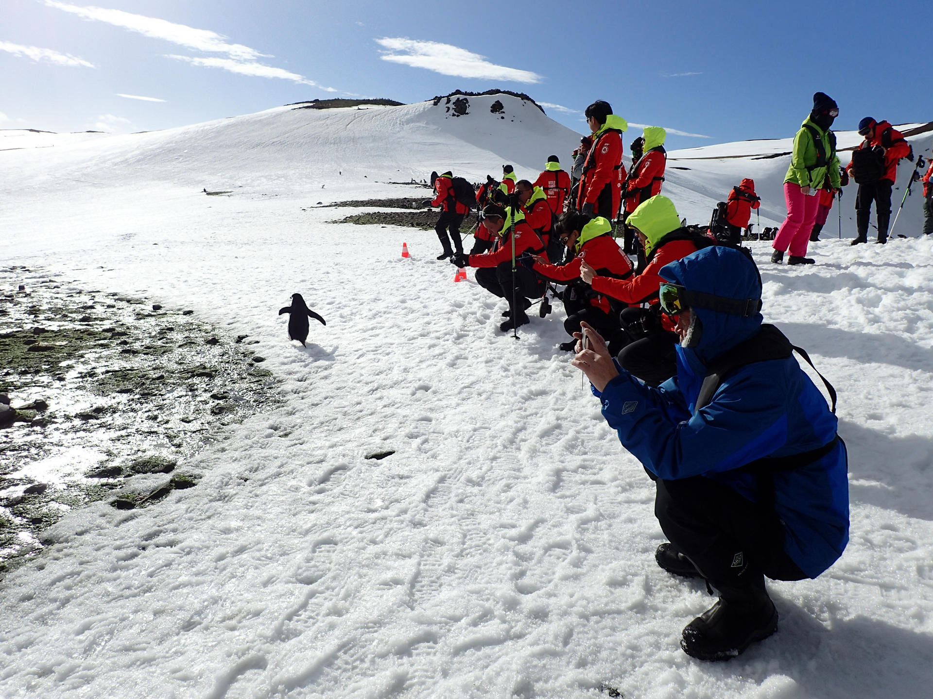 Varios turistas fotografían en la Antártida a un ejemplar de pingüino que escapa de la avalancha de personas. EFE/ASOC/Ricardo Roura   **SOLO USO EDITORIAL/SOLO DISPONIBLE PARA ILUSTRAR LA NOTICIA QUE ACOMPAÑA (CRÉDITO OBLIGATORIO)***