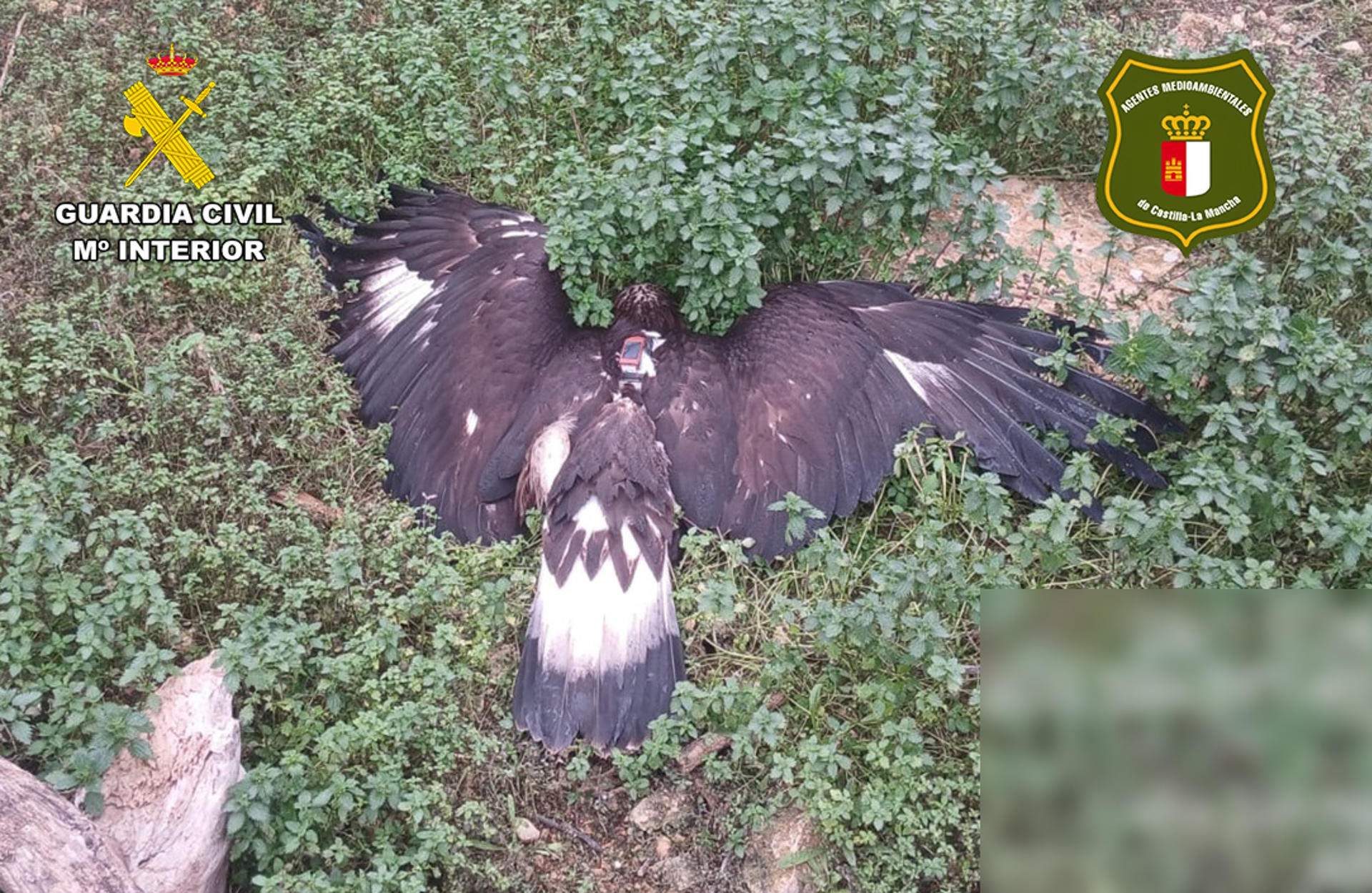 Efectivos de la Unidad de Protección de la Naturaleza (UPRONA) de la Comandancia de la Guardia Civil han detenido a un vecino de Albacete acusado de dos delitos contra la flora y fauna, tras la muerte de un águila real que fue envenenada. EFE/Guardia Civil***SOLO USO EDITORIAL/SOLO DISPONIBLE PARA ILUSTRAR LA NOTICIA QUE ACOMPAÑA (CRÉDITO OBLIGATORIO)***