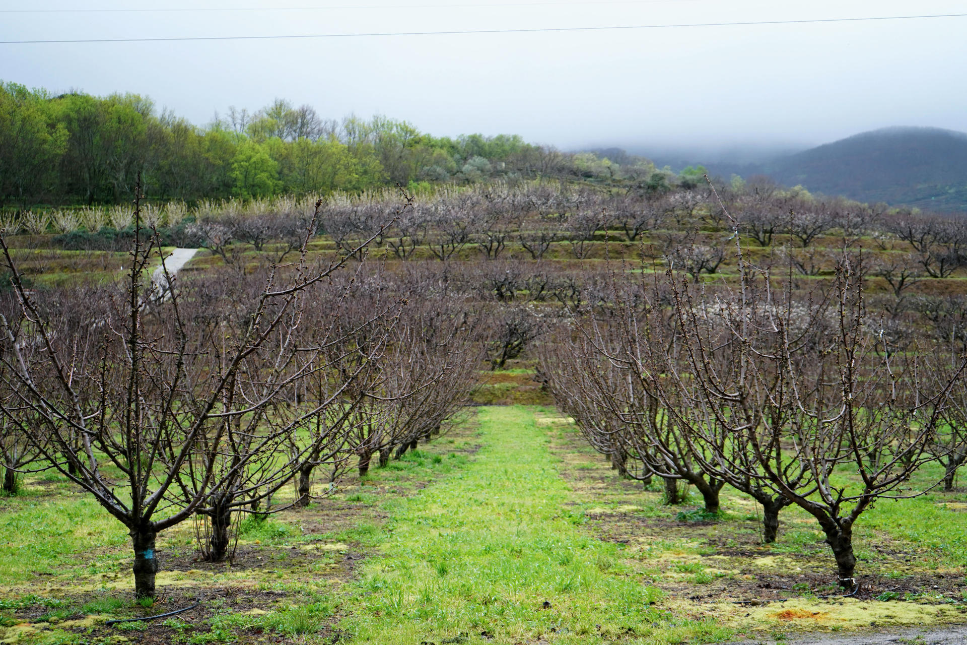 La comarca cacereña del Valle del Jerte ha escenificado este viernes en el municipio de Rebollar y bajo una copiosa lluvia el inicio de su fiesta más conocida y mediática, el 'Cerezo en Flor', una de las señas de identidad de Extremadura que está íntimamente relacionada con la llegada de la primavera. EFE/ Eduardo Palomo
