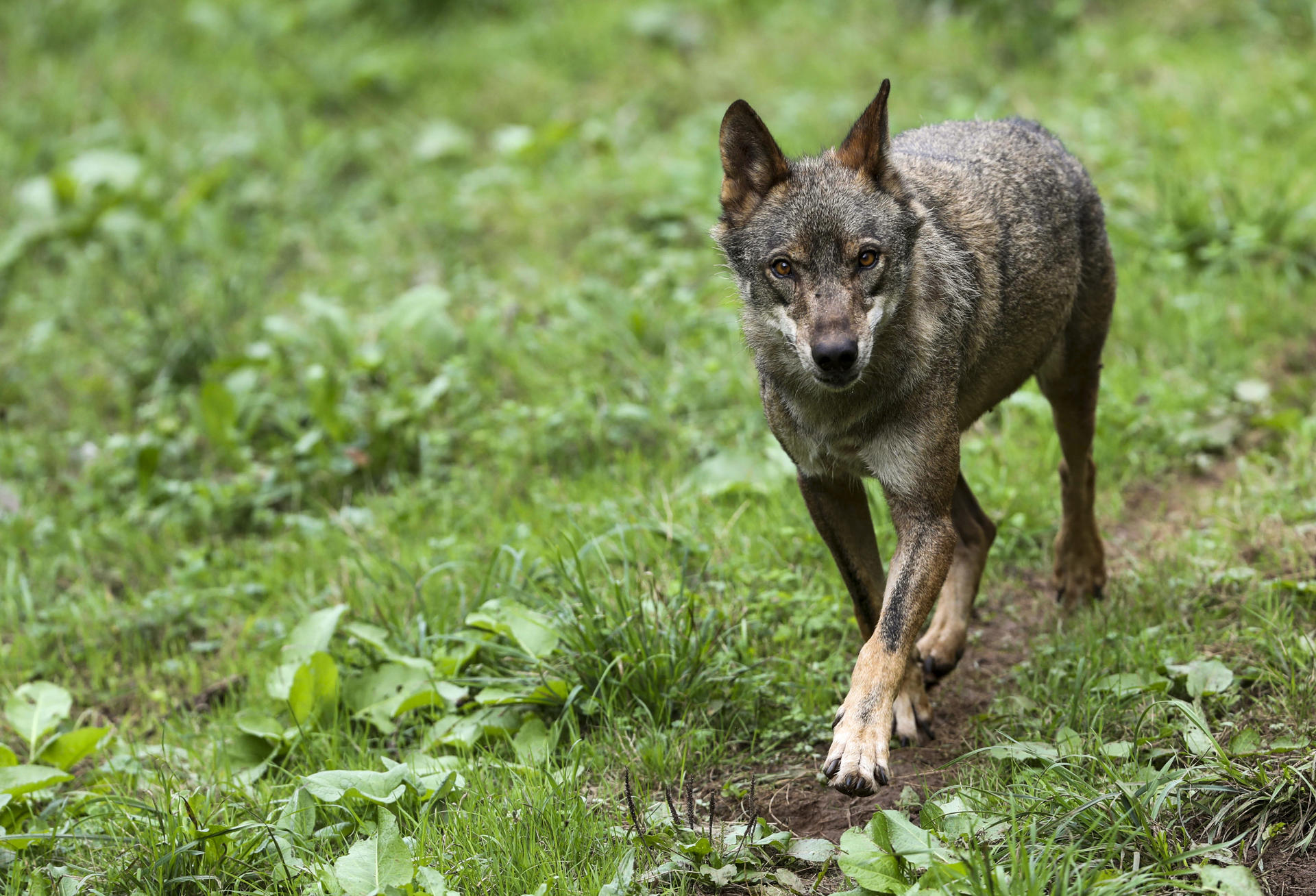 Un lobo Ibérico, en una fotografía de archivo. EFE/ J.L.Cereijido