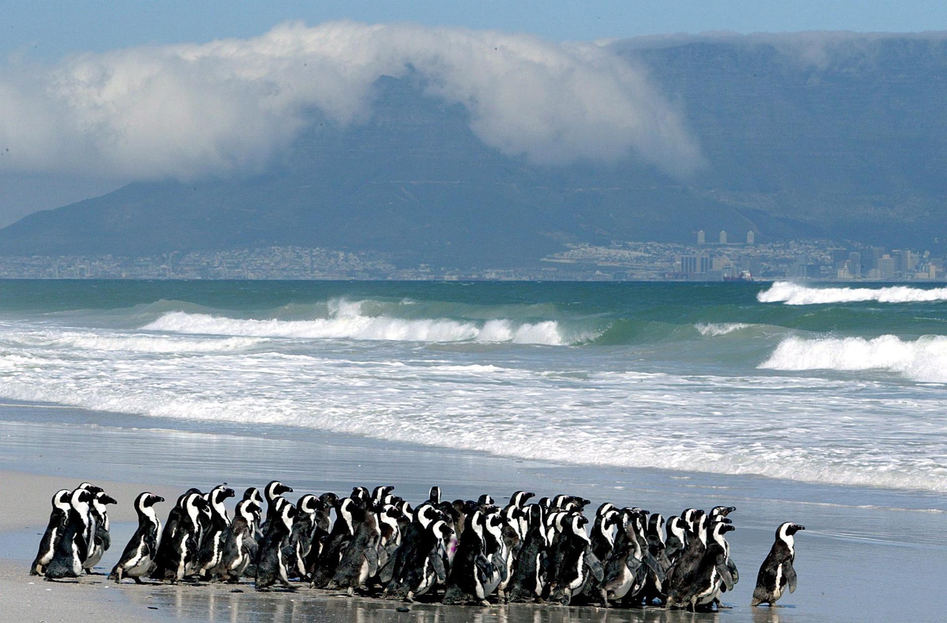 En la imagen de archivo, pingüinos en la playa de Derdesteen, Ciudad del Cabo, Sudáfrica. EFE/Nic Bothma