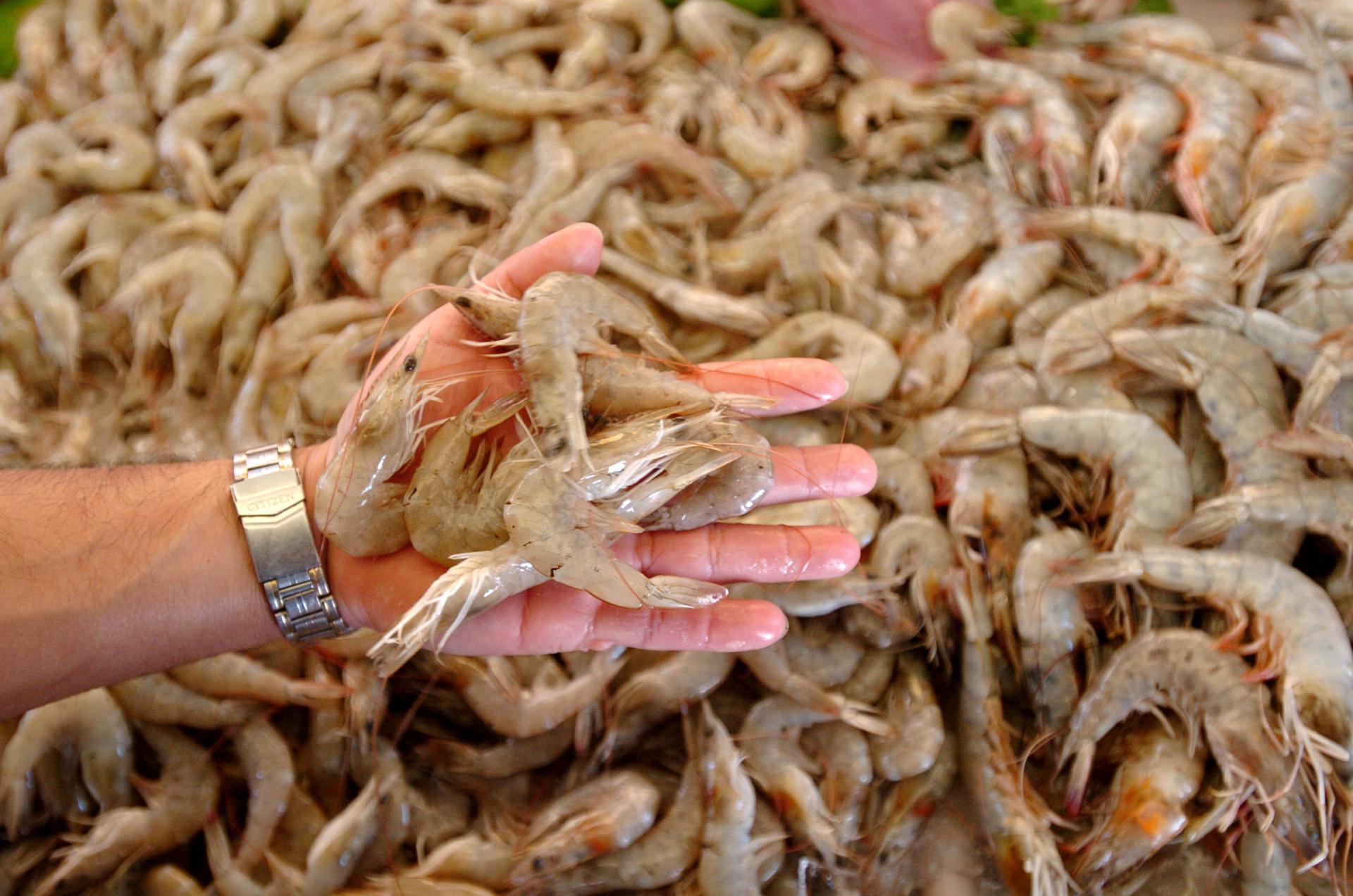 Fotografía de archivo de langostinos recién pescados. EFE/ Antonio Lacerda