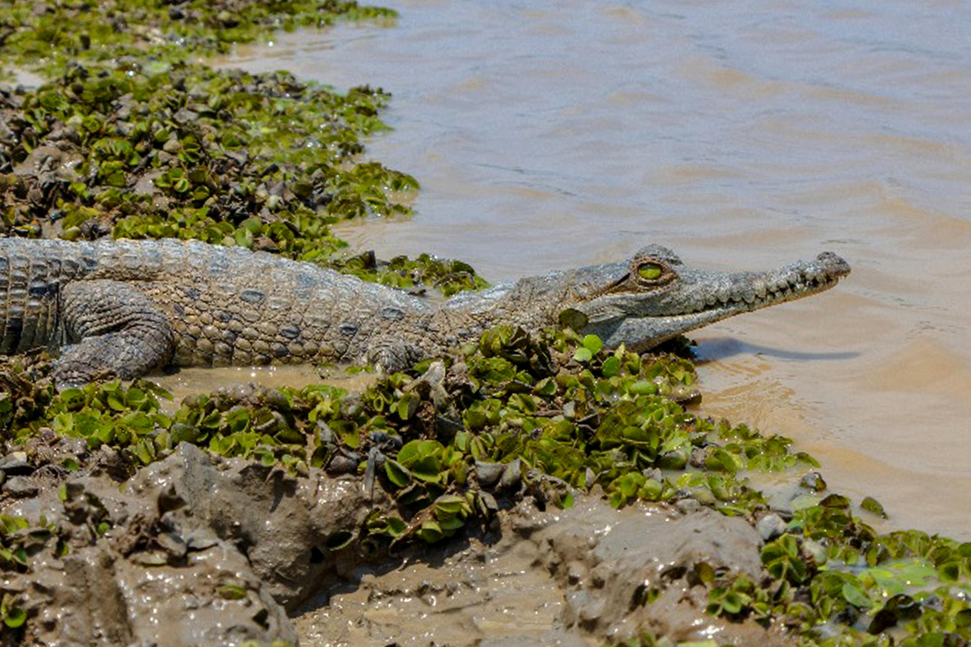 Fotografía cedida por Corporinoquia sin fecha que muestra un caimán llanero, (Crocodylus intermedius),durante una jornada de liberación en el Hato La Aurora en Paz de Ariporo (Colombia). EFE/ Corporinoquia