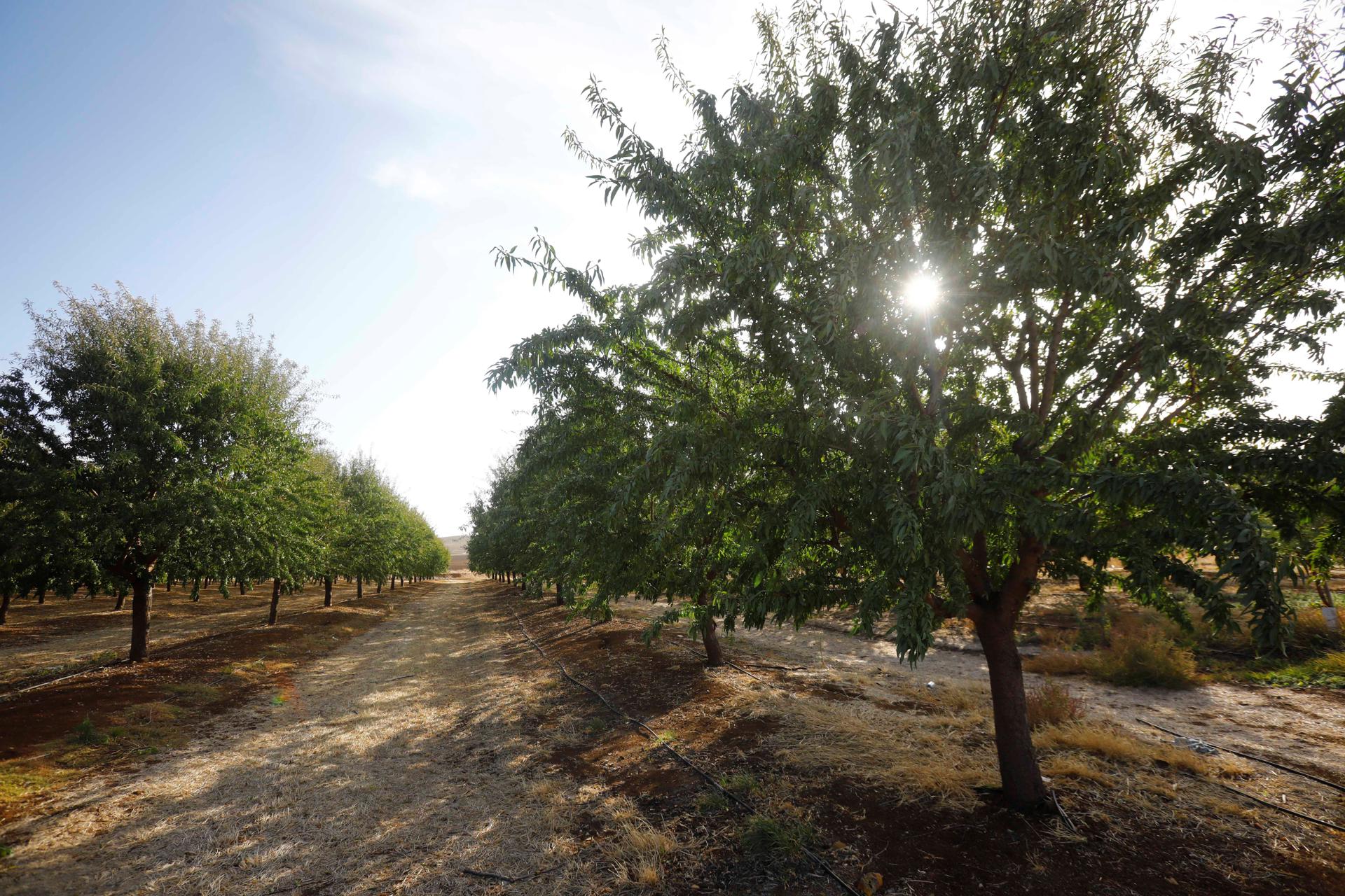 Imagen de archivo de cultivo de almendros. EFE/Salas