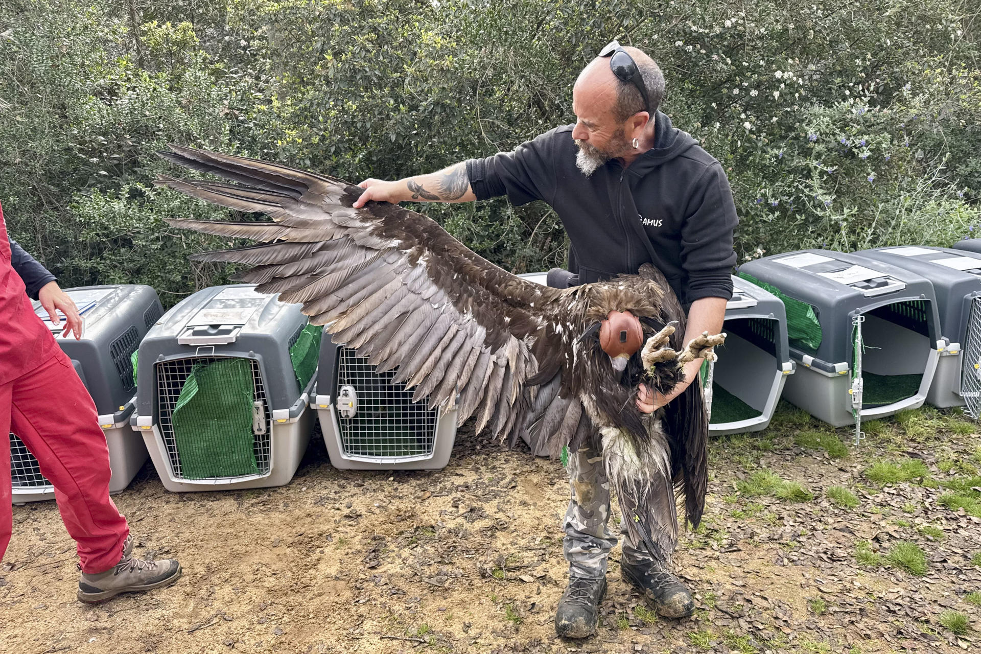 Acción por el Mundo Salvaje (AMUS) y la Fundación para la Conservación del Buitre (VCF) envían 17 buitres negros a Bulgaría para la recuperación de la especie en el país. Las aves son enviadas tras su recuperación en el Hospital de Fauna Salvaje de AMUS ubicado en Villafranca de los Barros (Badajoz). EFE/Ana Picón