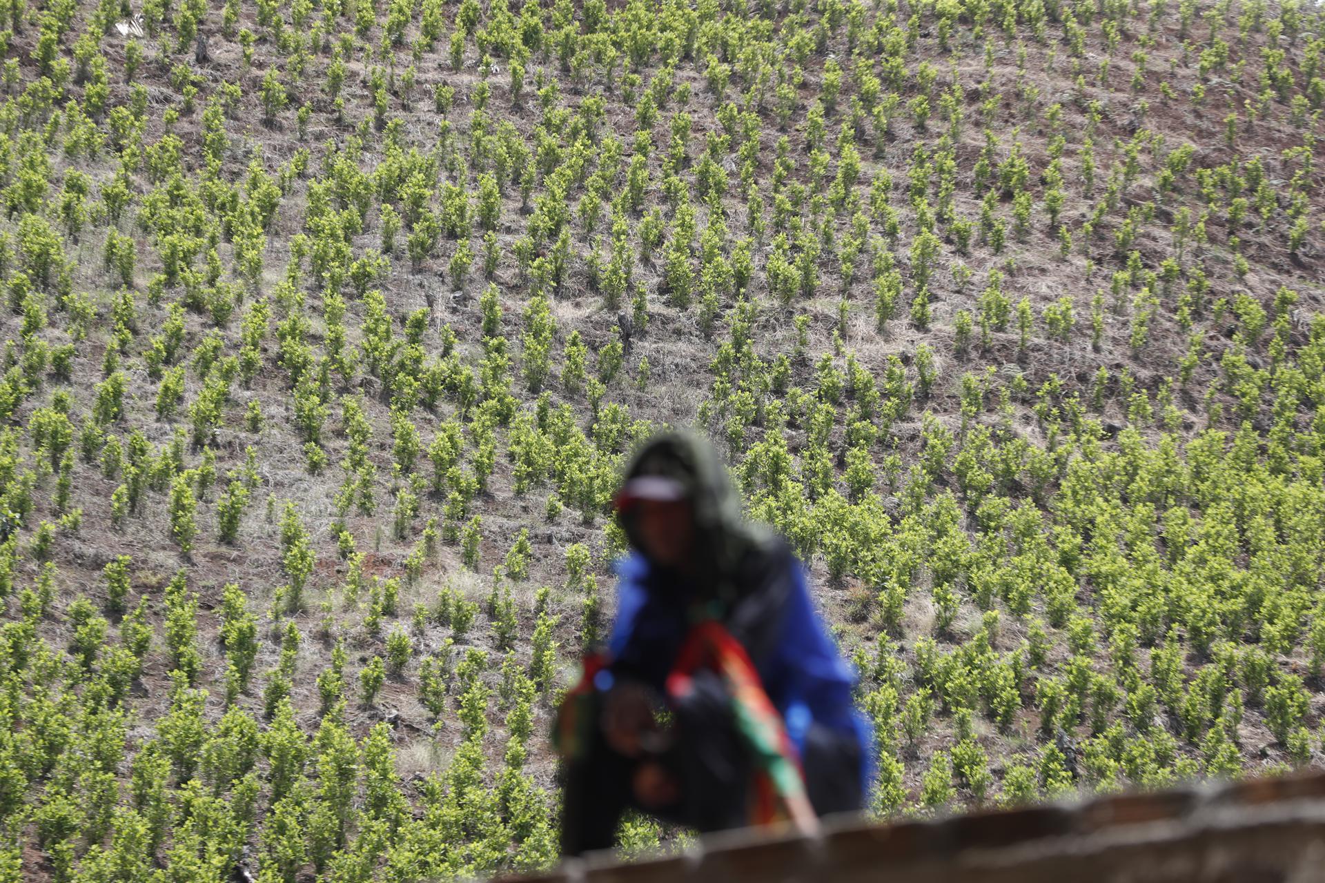 Fotografía de archivo en donde se ve un cultivo de coca en Suárez, Cauca (Colombia). EFE/ Ernesto Guzmán