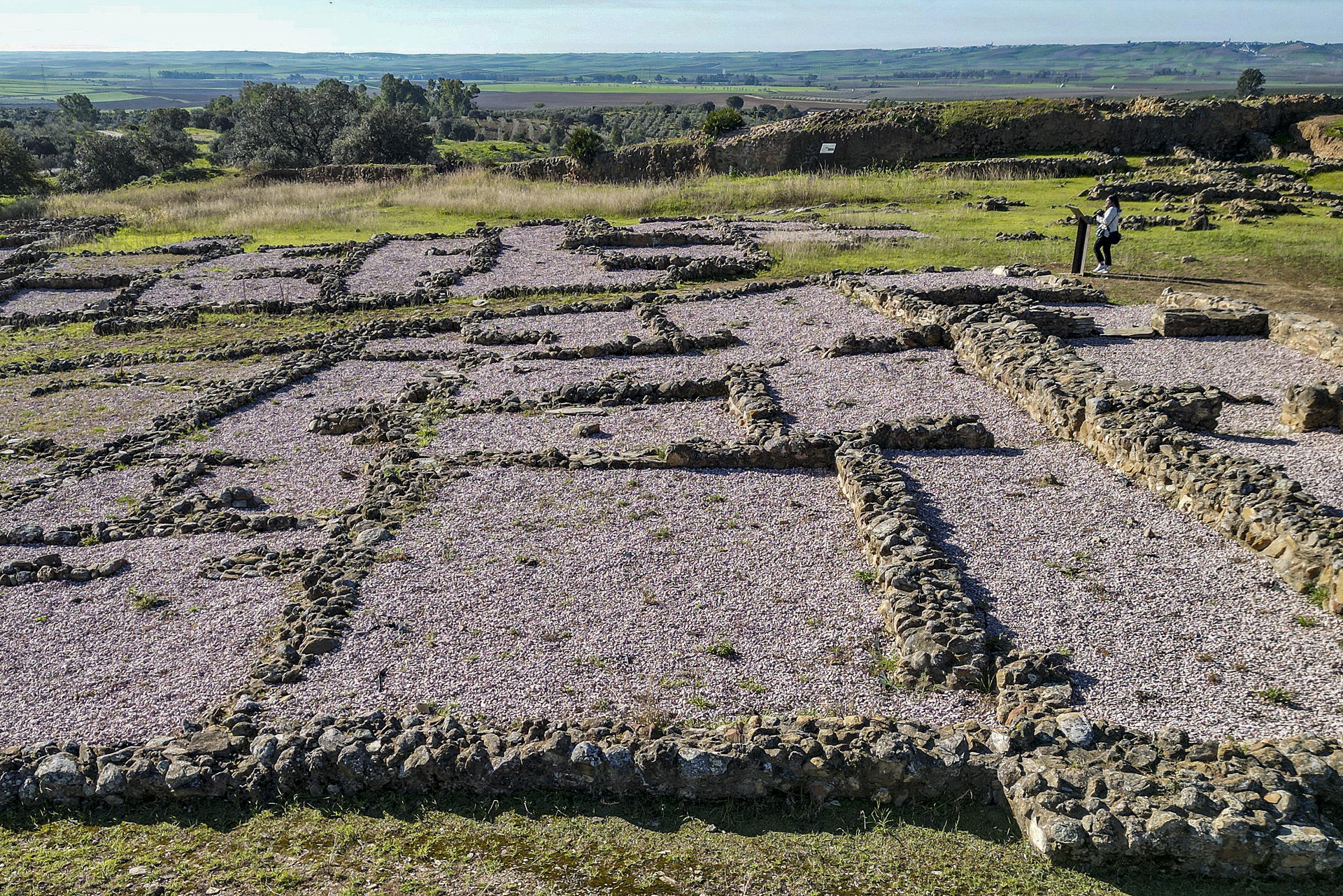 El yacimiento arqueológico de Tejada la Vieja, en la localidad onubense de Escacena, limítrofe con la provincia de Sevilla, es el de la única ciudad tartesia que, con once hectáreas de extensión y un recinto amurallado que alcanzó los 1.650 metros, permite caminar por las mismas calles que lo hicieron sus 3.000 habitantes en el siglo V antes de Cristo.La arqueóloga Clara Toscano, que dirige las excavaciones en la antigua ciudad tartesia, que se retomarán este verano con el objetivo de hallar el punto de conexión de la llegada de los fenicios con la población indígena -cuya mezcla y larga convivencia de siglos origina la civilización de Tartesos-, ha asegurado que la conservación de las calles de la ciudad con su trazado de más de 2.500 años es posible porque la ciudad fue abandonada por sus vecinos. EFE/ Jose Manuel Vidal
