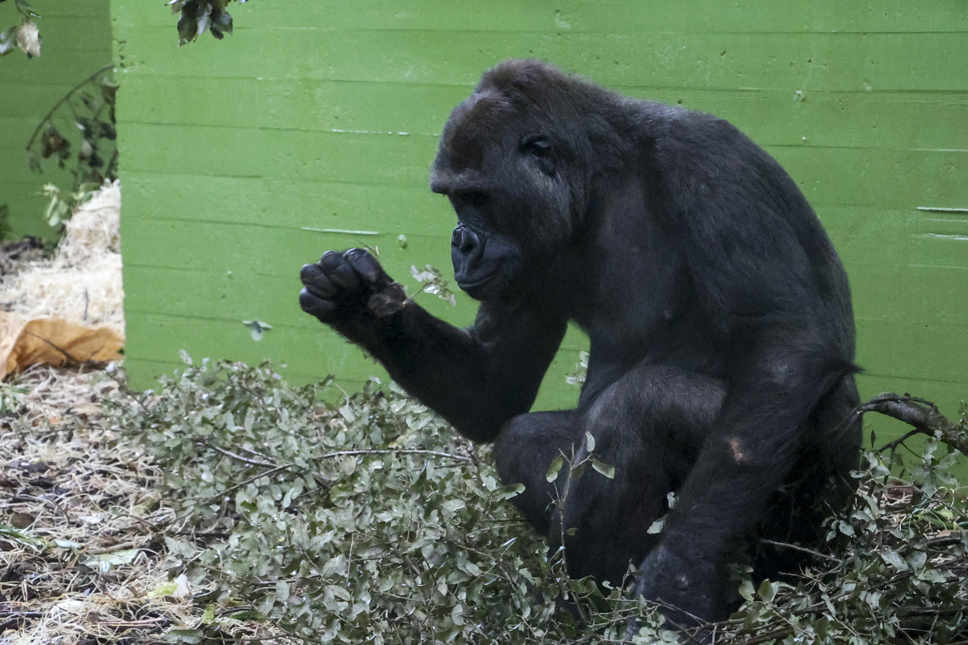 Después de cinco años sin nacimientos de gorilas en el Parque de la Naturaleza de Cabárceno, el programa europeo de protección de especies en peligro de extinción ha apostado por el parque cántabro para volver a reproducir esta especie con la llegada de la hembra Xetsa. EFE/Celia Agüero Pereda