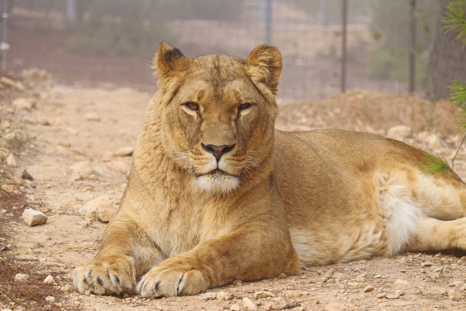 Liena, uno de los dos leones rescatados cuando tenían tres y cinco años de edad de la guerra de Ucrania por la organización europea de bienestar animal AAP, que han emprendido el viaje hacia su hogar definitivo en el santuario Isindile Big Cat & Predator, en Sudáfrica, tras dos años y medio de rehabilitación en el centro de rescate Primadomus en Villena (Alicante). EFE/  AAP/SOLO USO EDITORIAL/SOLO DISPONIBLE PARA ILUSTRAR LA NOTICIA QUE ACOMPAÑA (CRÉDITO OBLIGATORIO)