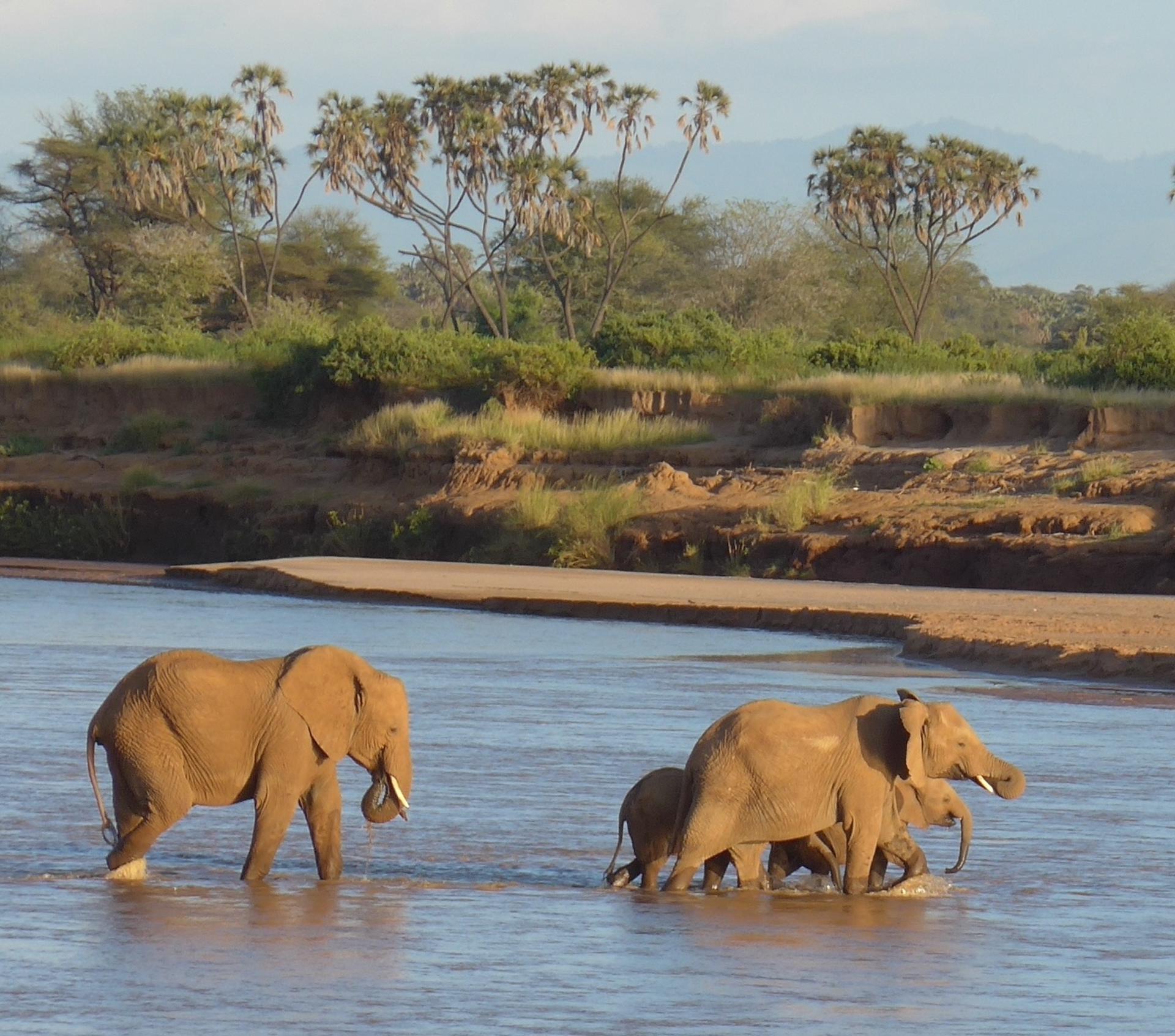 Elefantes cruzando el río Ewaso Ewaso Ng'iro (Samburu, Kenia). EFE/Crédito: Fritz Vollrath/Universidad de Oxford/SOLO USO EDITORIAL