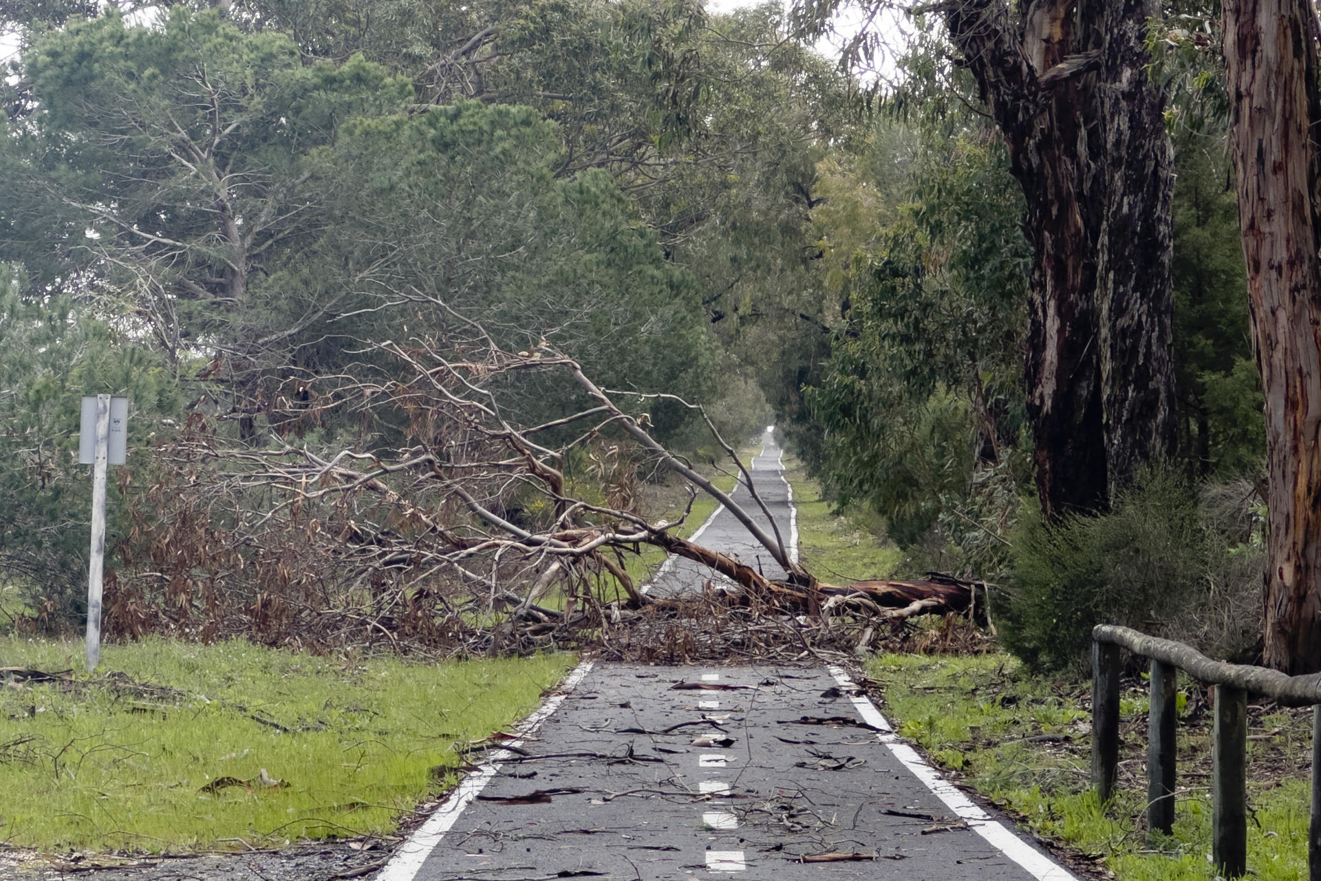Las lluvias han provocado que el entorno de El Rocío y las marismas enseñen una imagen que hacía años que no se veían. El temporal con fuertes vientos hace que el mar esté muy revuelto y que haya provocado destrozos en los pinares de Doñana, donde en diversas carreteras que atraviesas en Parque Nacional y el preparque, se pueden ver pinos caídos por el fuerte viento que azota a Huelva. EFE/David Arjona.
