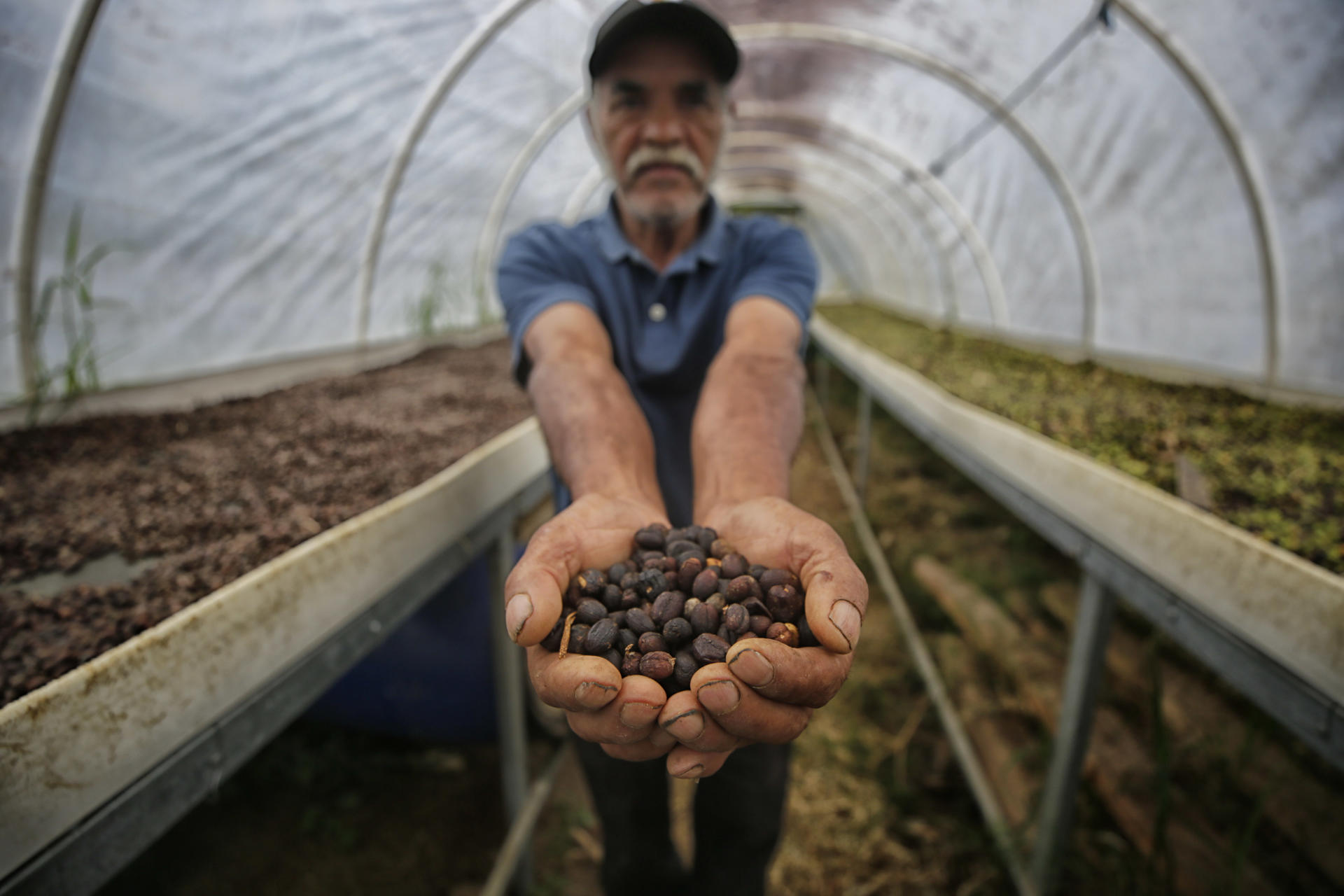 Fotografía del 10 de marzo de 2025 del caficultor hondureño Juan David Chávez sosteniendo granos de café en una secadora solar, en la aldea Florida en el municipio de Márcala (Honduras). EFE/ Gustavo Amador