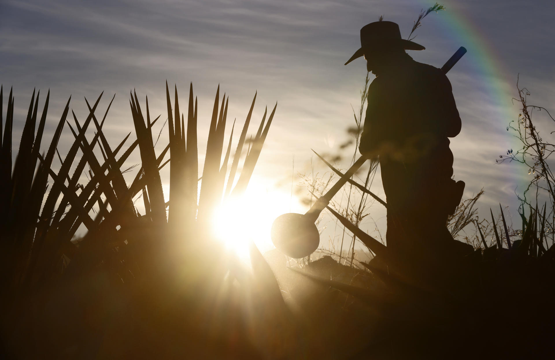Jimadores laboran este sábado en un campo de agave en el municipio de el Arenal, en el estado de Jalisco (México). EFE/Francisco Guasco