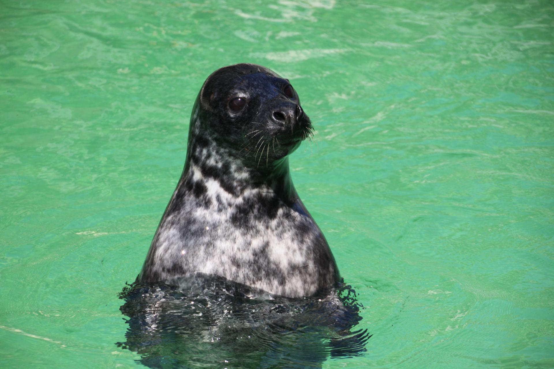 Oisín, una foca gris juvenil que fue fundamental en la investigación de este estudio. Crédito: Sea Mammal Research Unit