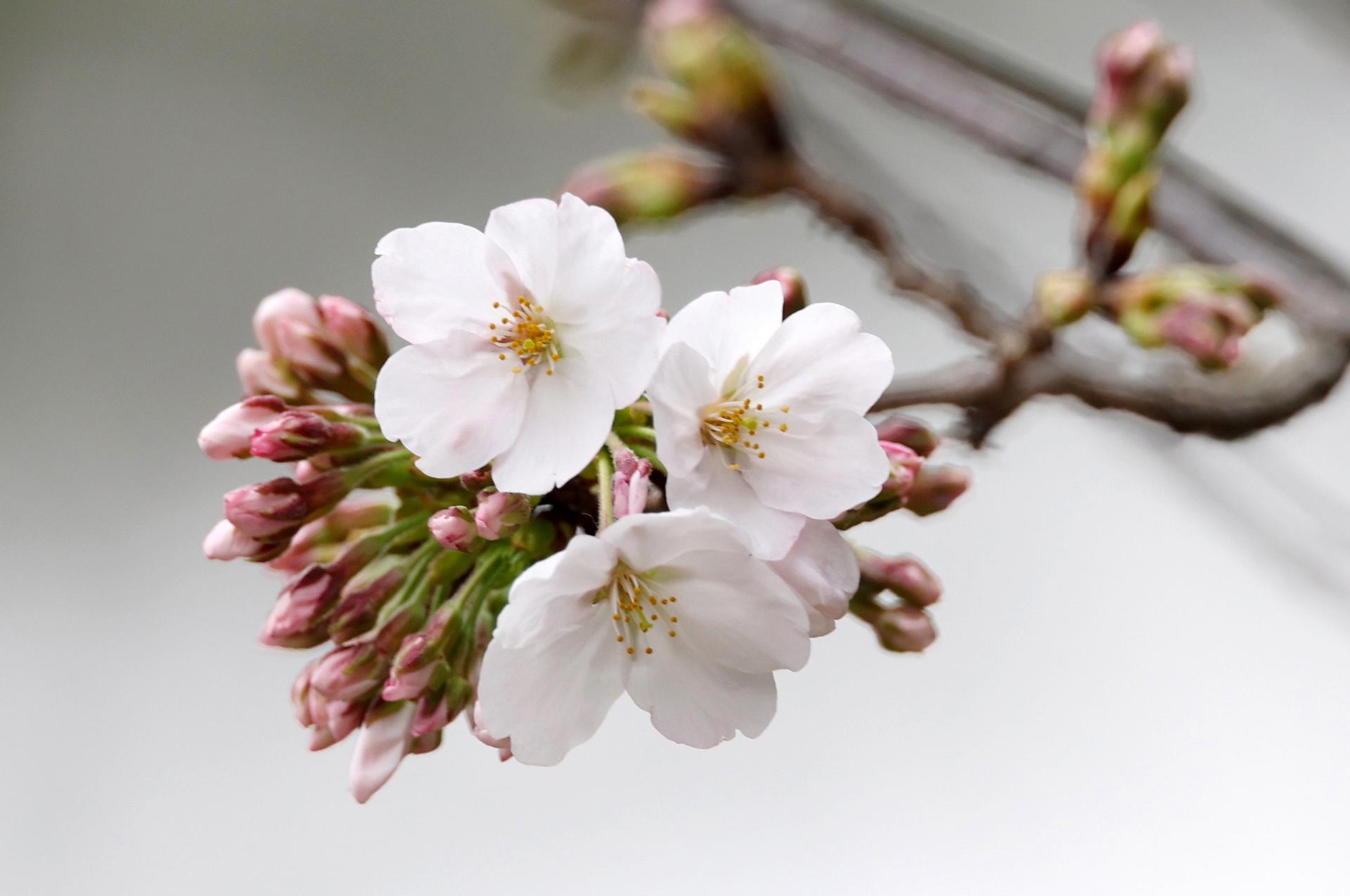 EFE/EPA/JIJI PRESS JAPAN OUT EDITORIAL USE ONLY