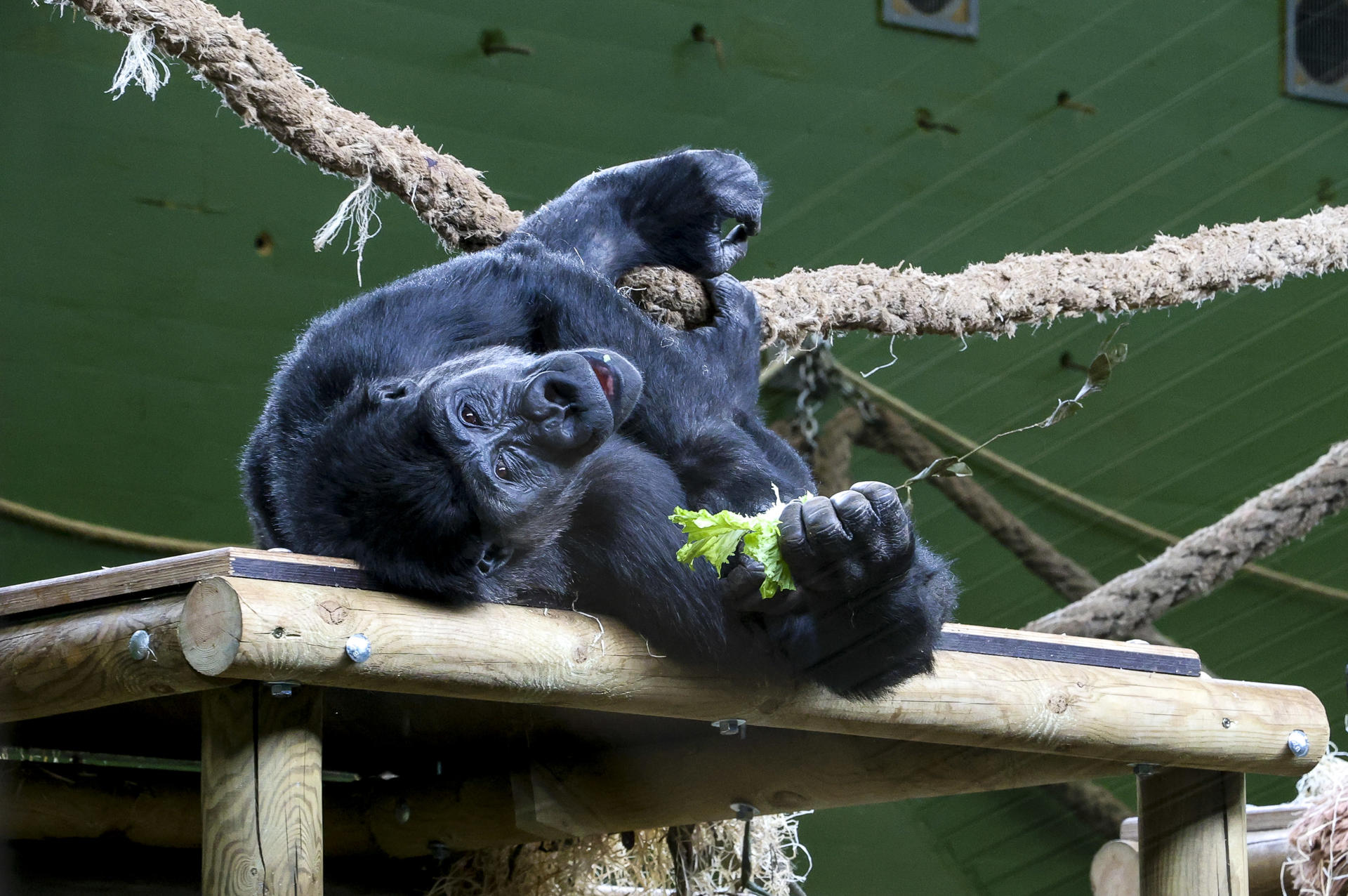 Después de cinco años sin nacimientos de gorilas en el Parque de la Naturaleza de Cabárceno, el programa europeo de protección de especies en peligro de extinción ha apostado por el parque cántabro para volver a reproducir esta especie con la llegada de la hembra Xetsa. EFE/Celia Agüero Pereda