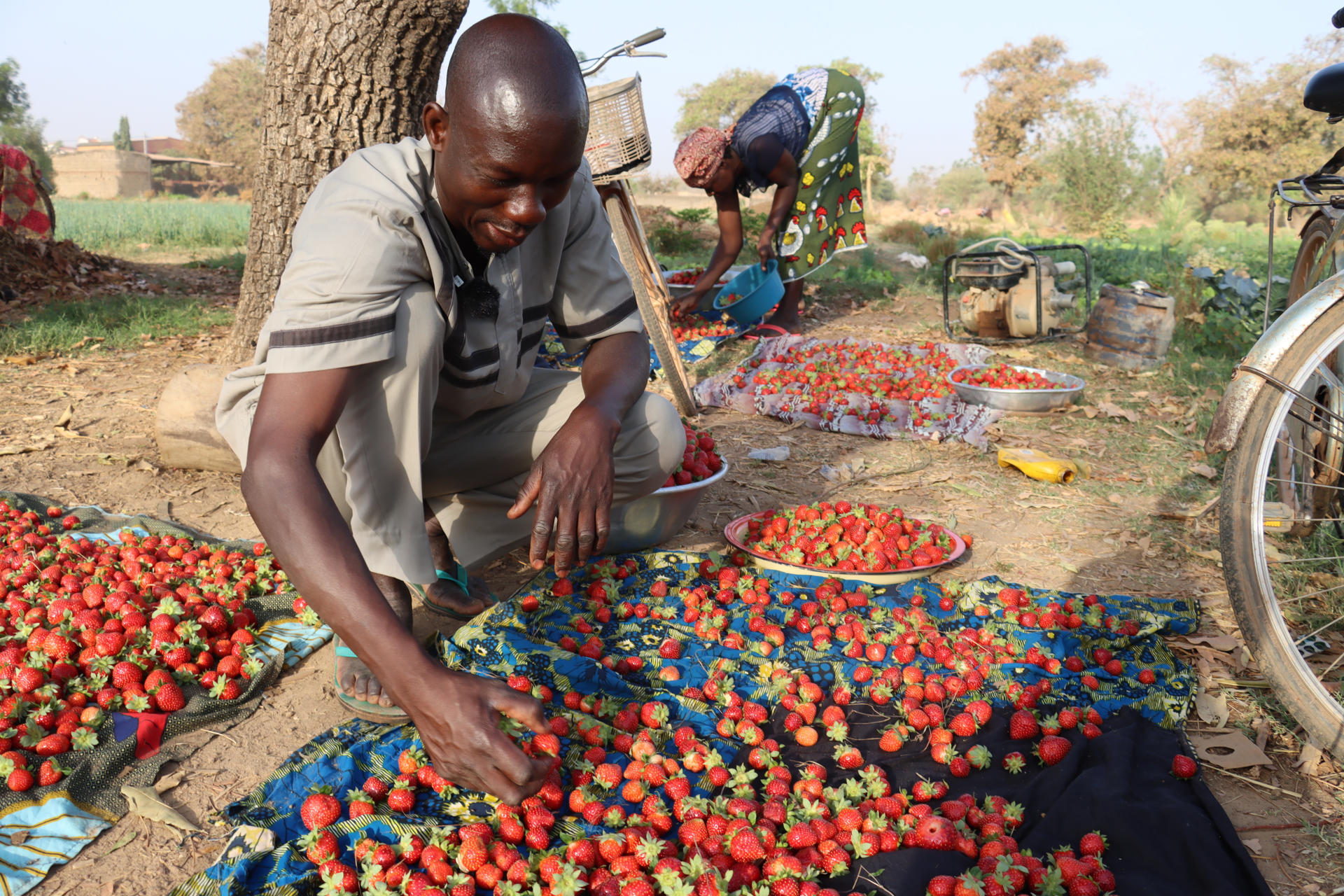 El agricultor Noufou Ouédraogo en su huerto de fresas en la capital de Burkina Faso, Uagadugú. EFE/ Tiga Cheick Sawadogo
