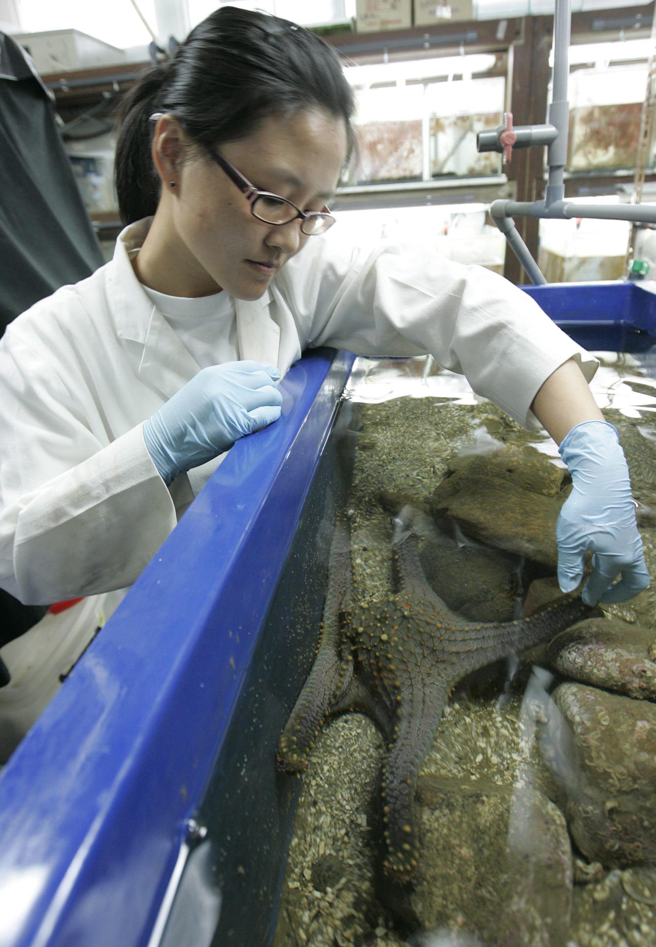 Una estudiante de ecotoxicología marina examina una estrella de mar en el Instituto Swire de Ciencias del Mar de la Universidad de Hong Kong, en Hong Kong (China), ayer, 19 de agosto de 2010. EFE/Alex Hofford/Archivo