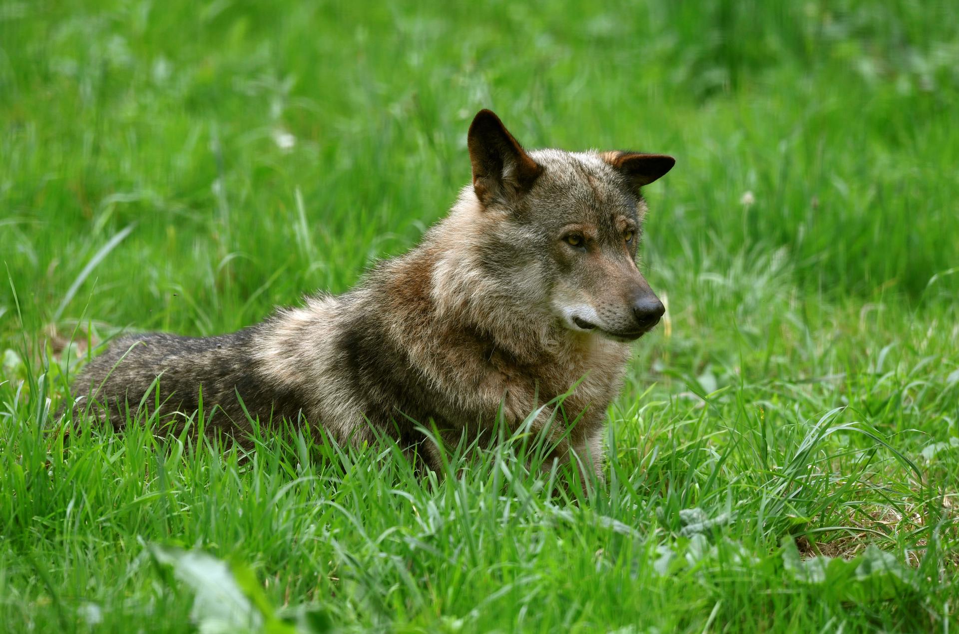 Imagen de archivo de un lobo ibérico. EFE/Eloy Alonso