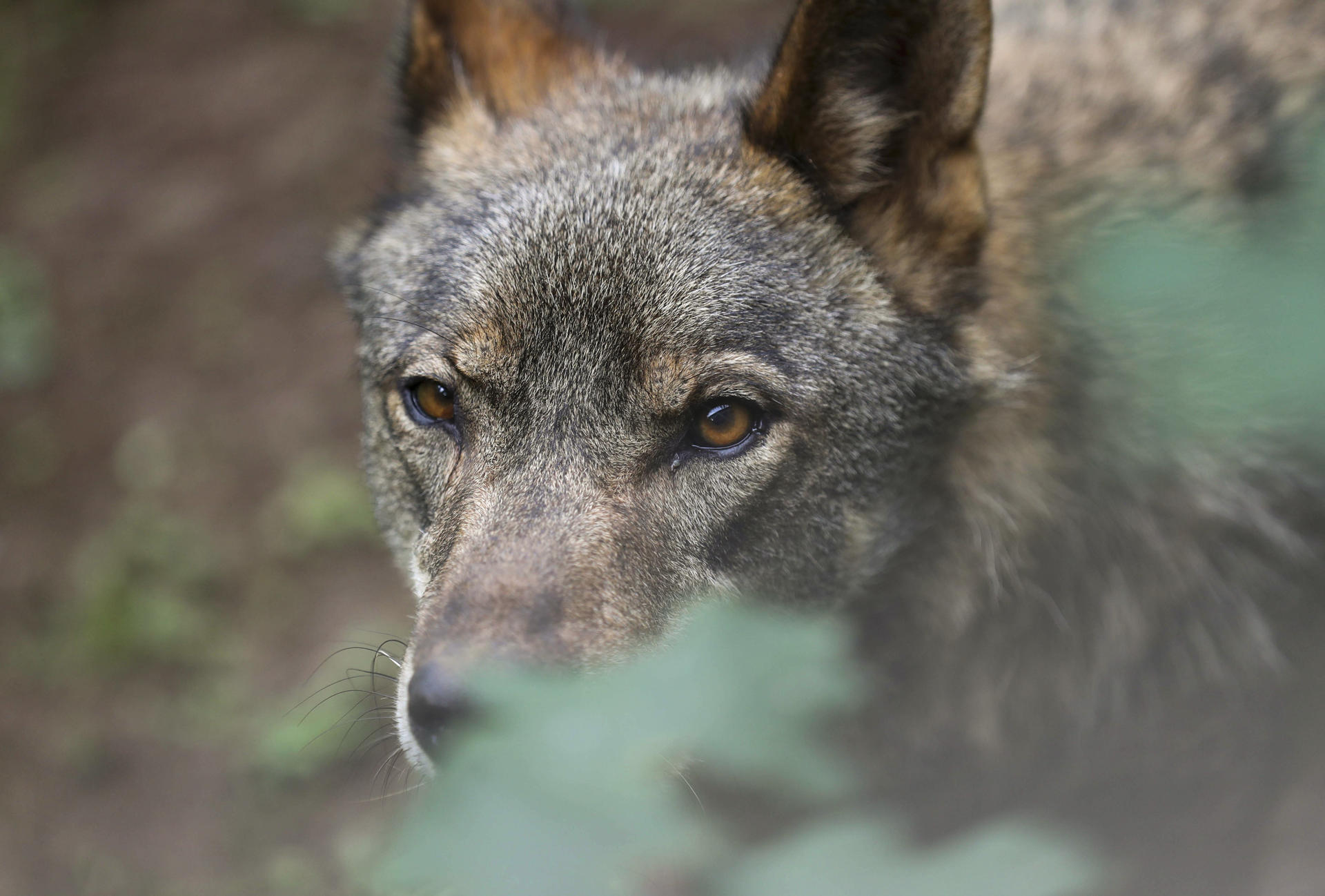 En la imagen de archivo, un lobo Ibérico. EFE/ J.L.Cereijido