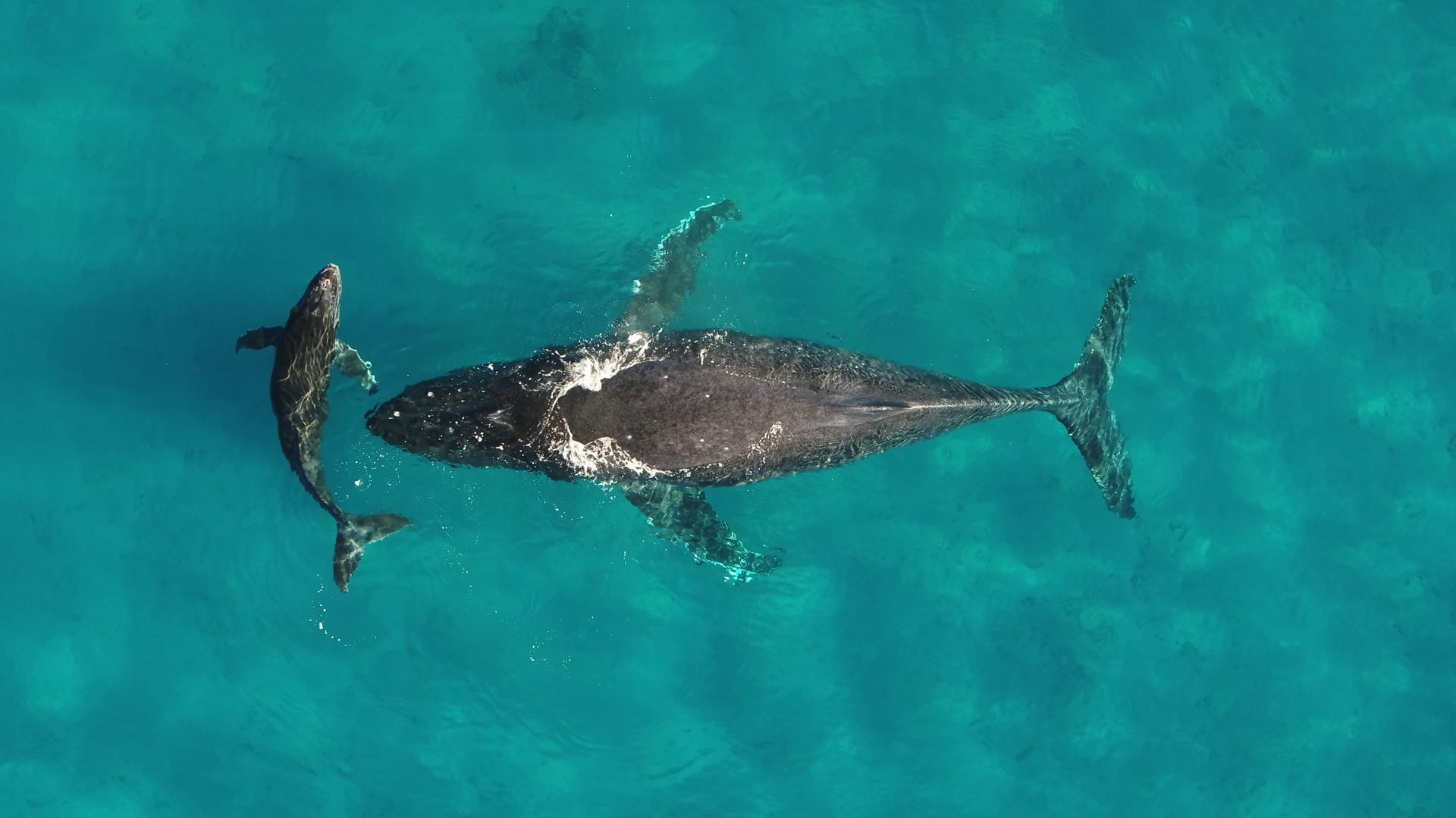 Madre y cría de ballena jorobada. Crédito: Martin van Aswegen, permiso 21476 de la National Oceanic and Atmospheric Administration (NOAA)