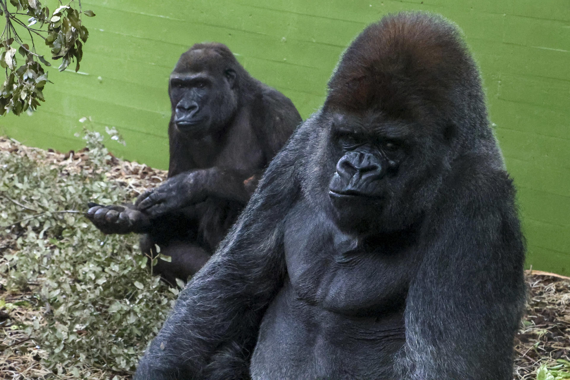 Después de cinco años sin nacimientos de gorilas en el Parque de la Naturaleza de Cabárceno, el programa europeo de protección de especies en peligro de extinción ha apostado por el parque cántabro para volver a reproducir esta especie con la llegada de la hembra Xetsa. EFE/Celia Agüero Pereda