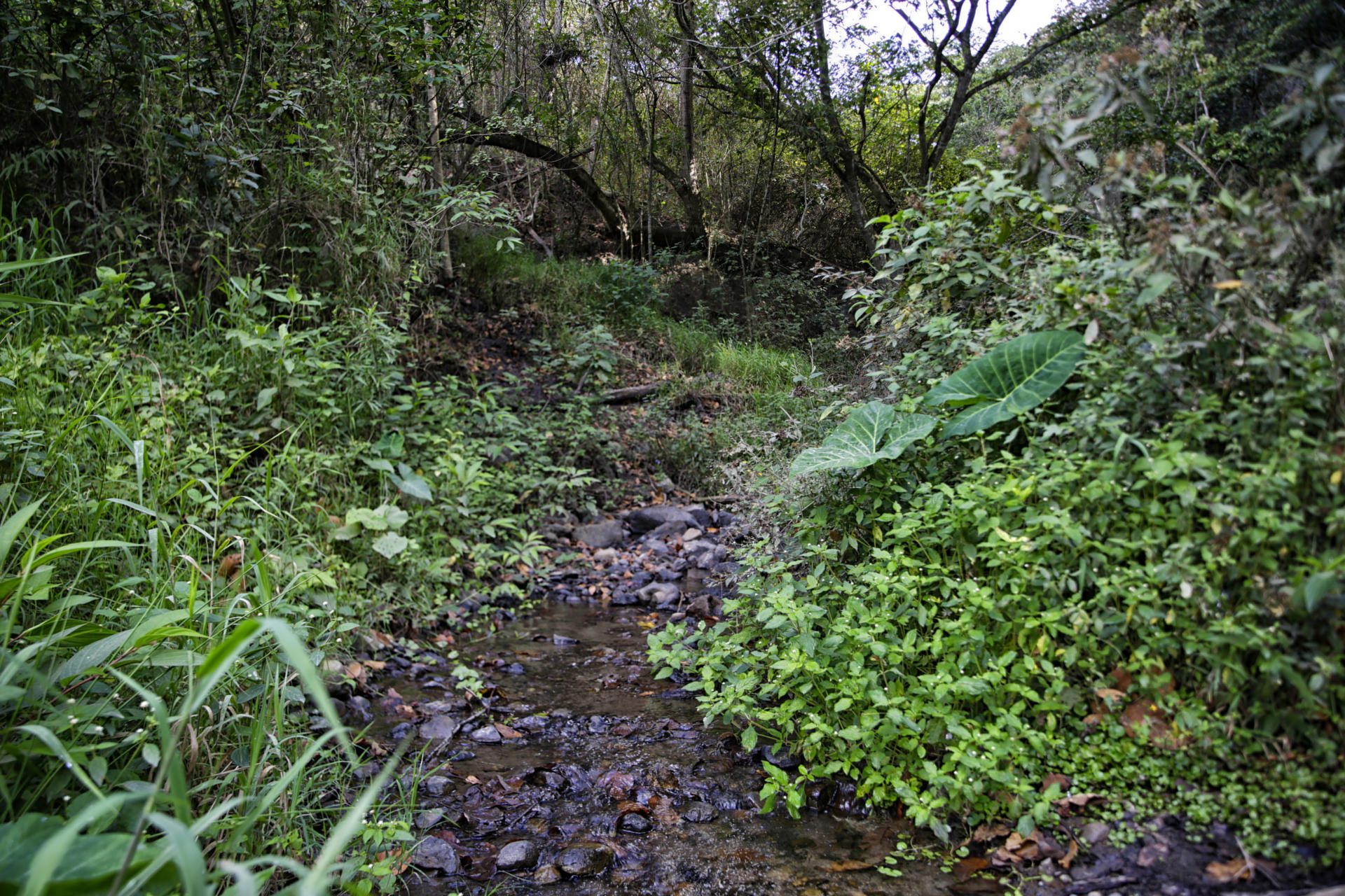 Vista de una cuenca con escasa agua este jueves, en la aldea el Piliguin en el municipio de Santa Lucia (Honduras). EFE/Gustavo Amador