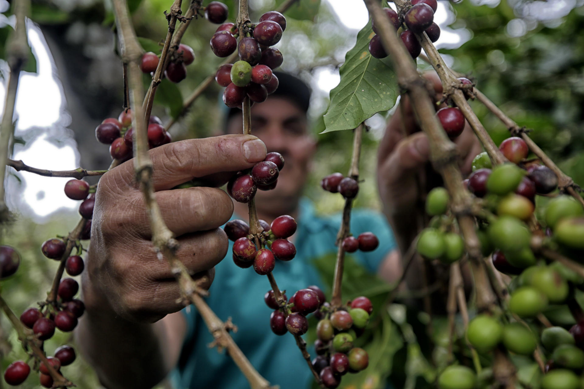 Fotografía del 10 de marzo de 2025 de un hombre seleccionando granos de café, en la aldea Florida en el municipio de Márcala (Honduras). EFE/ Gustavo Amador