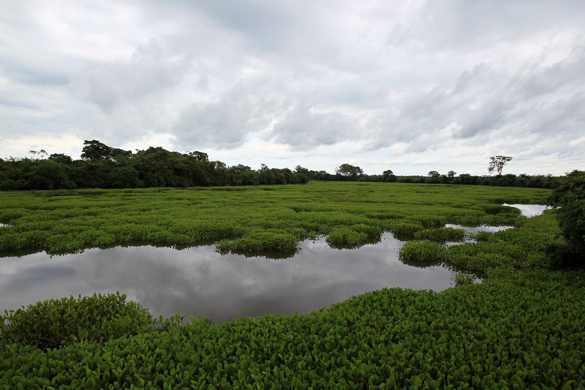 Imagen de archivo del El Pantanal, un gran humedal de la ciudad de Poconé, en el estado de Mato Grosso, en la frontera entre Brasil, Bolivia y Paraguay. EFE/Marcelo Sayão
[SERIE GRÁFICA: 2 DE 10]