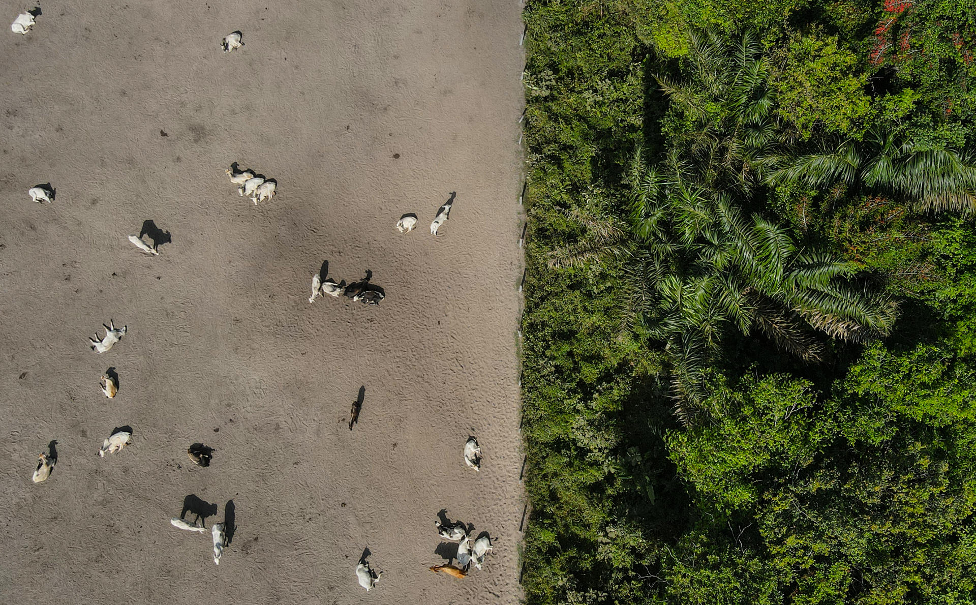 Fotografía aérea del 5 de agosto de 2023 de decenas de cabezas de ganado en un campo en la Amazonia en (Brasil). EFE/ Antonio Lacerda