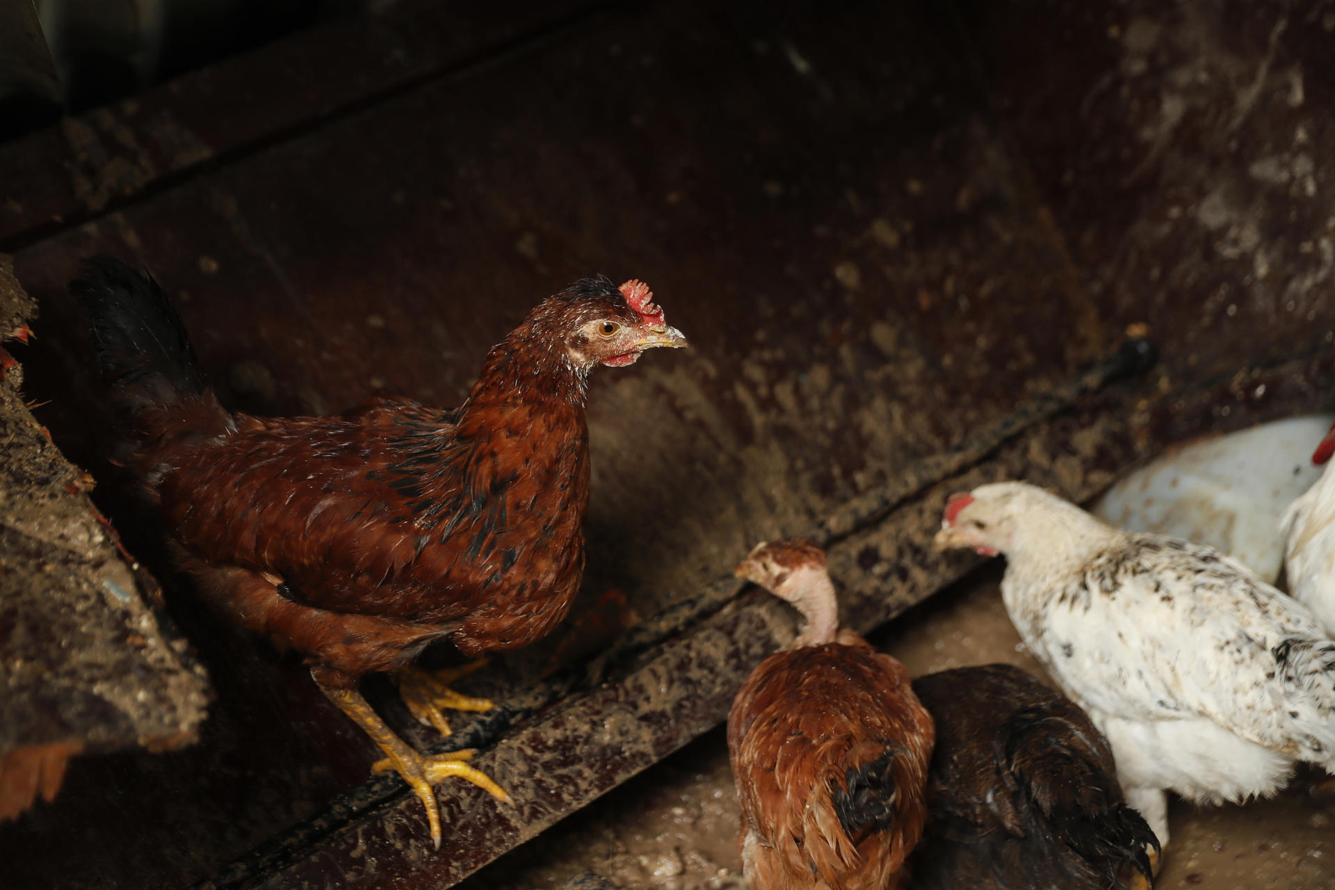 Fotografía de archivo en donde se ven unas gallinas en un corral. EFE/ Rodrigo Sura