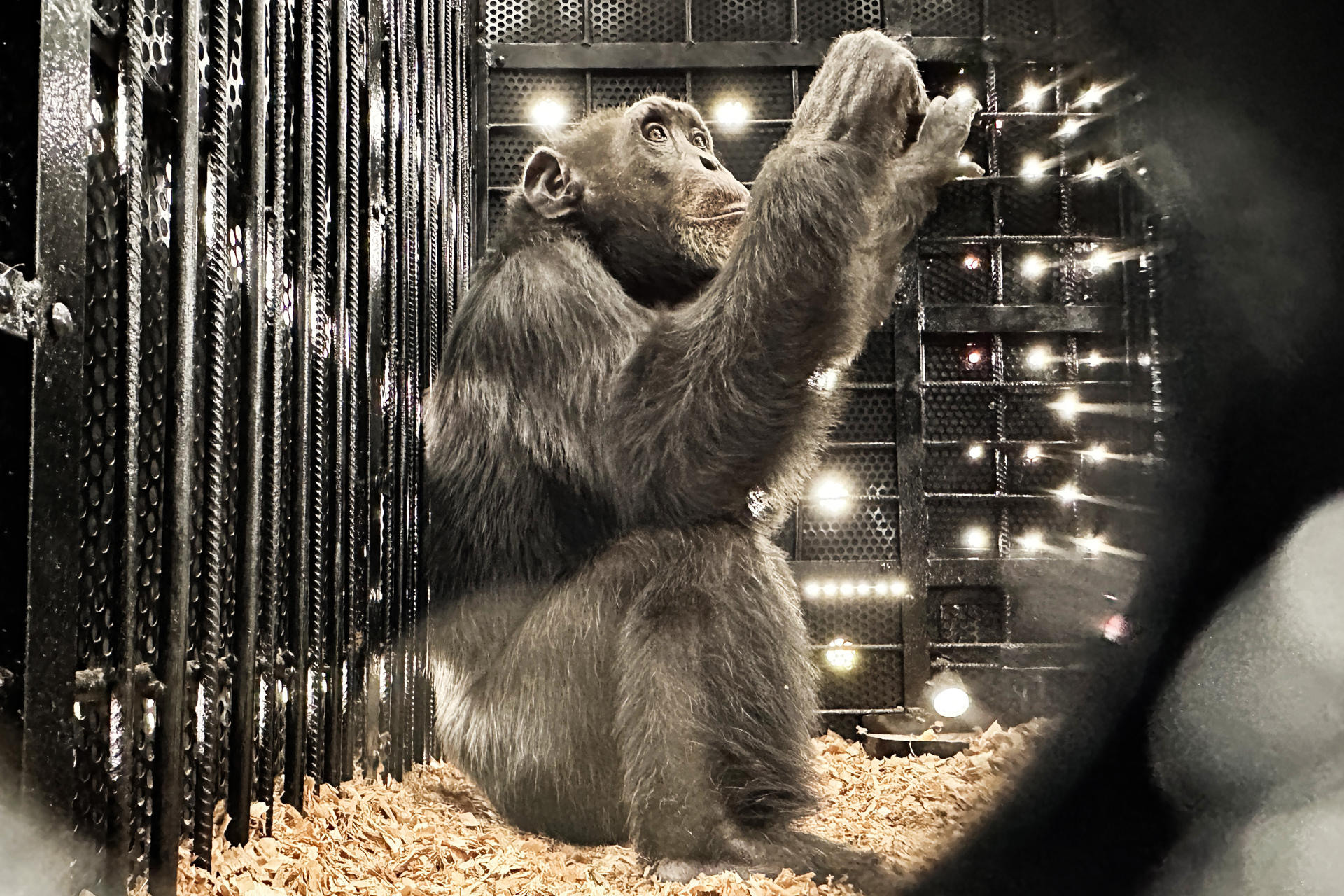 Fotografía de Yoko, el último chimpancé que había bajo cuidado humano en Colombia este domingo, en el Aeropuerto Internacional Matecaña, en Pereira (Colombia). EFE/ Carlos Ortega