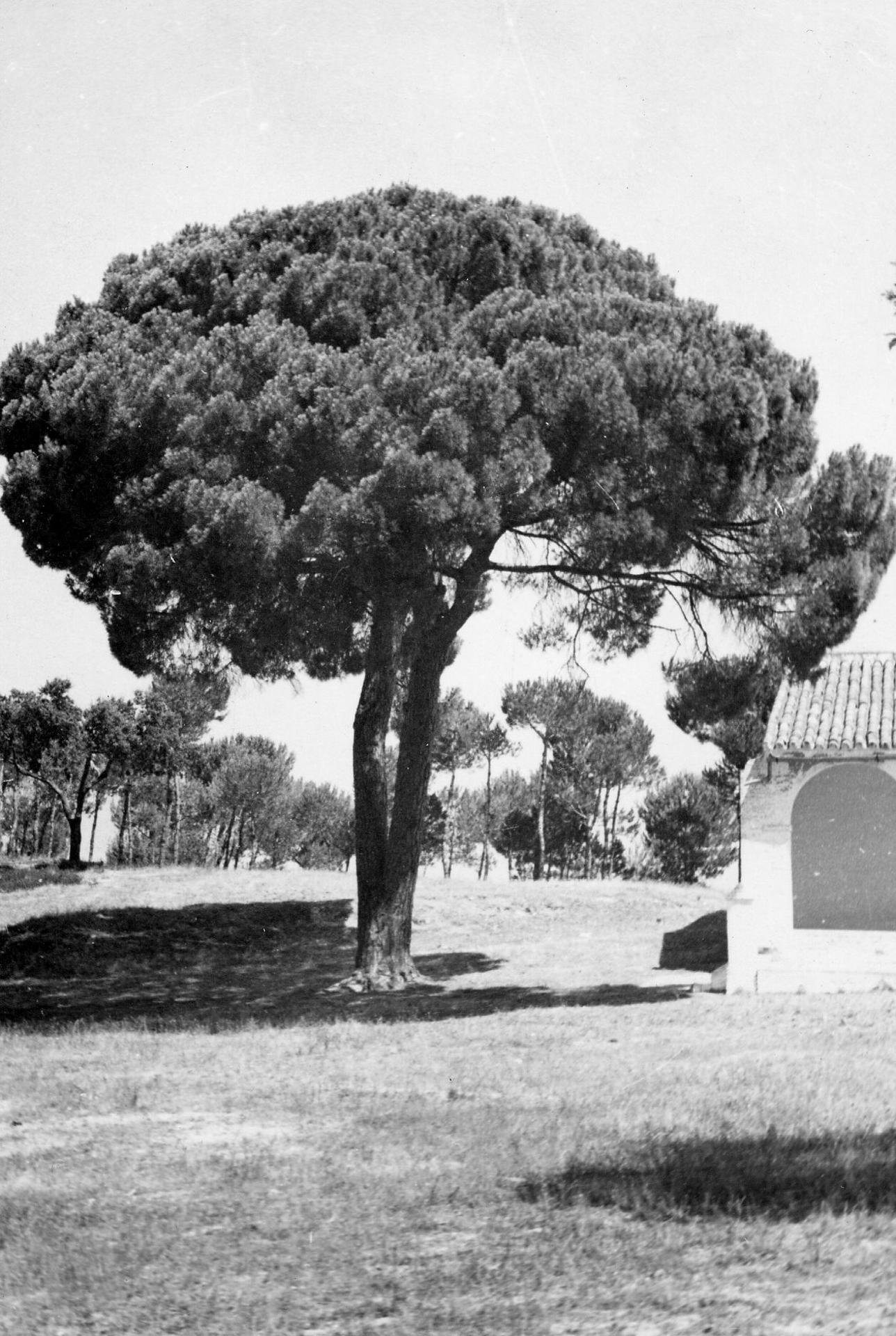 Moguer (Huelva), 26-10-1956.- Imagen del pino que da sombra a la tumba de "Platero" en la finca  de "Fuentepiña", en la que el poeta y premio Nobel en lliteratura en 1956 Juan Ramón Jiménez escribió su inmortal obra "Platero y yo". EFE/tb